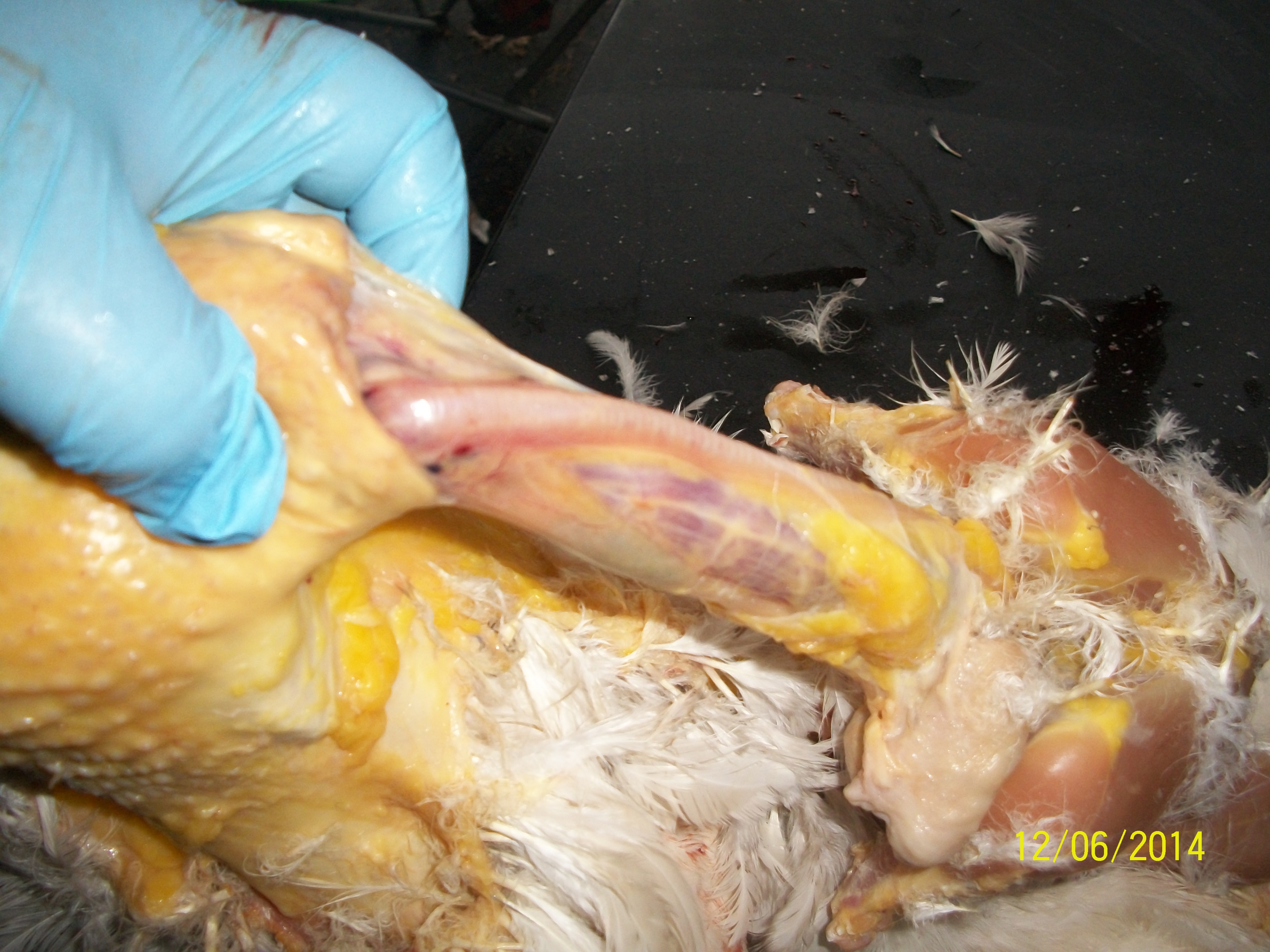 Grasp entire skin and pull up and off the neck, sever the neck below the head....