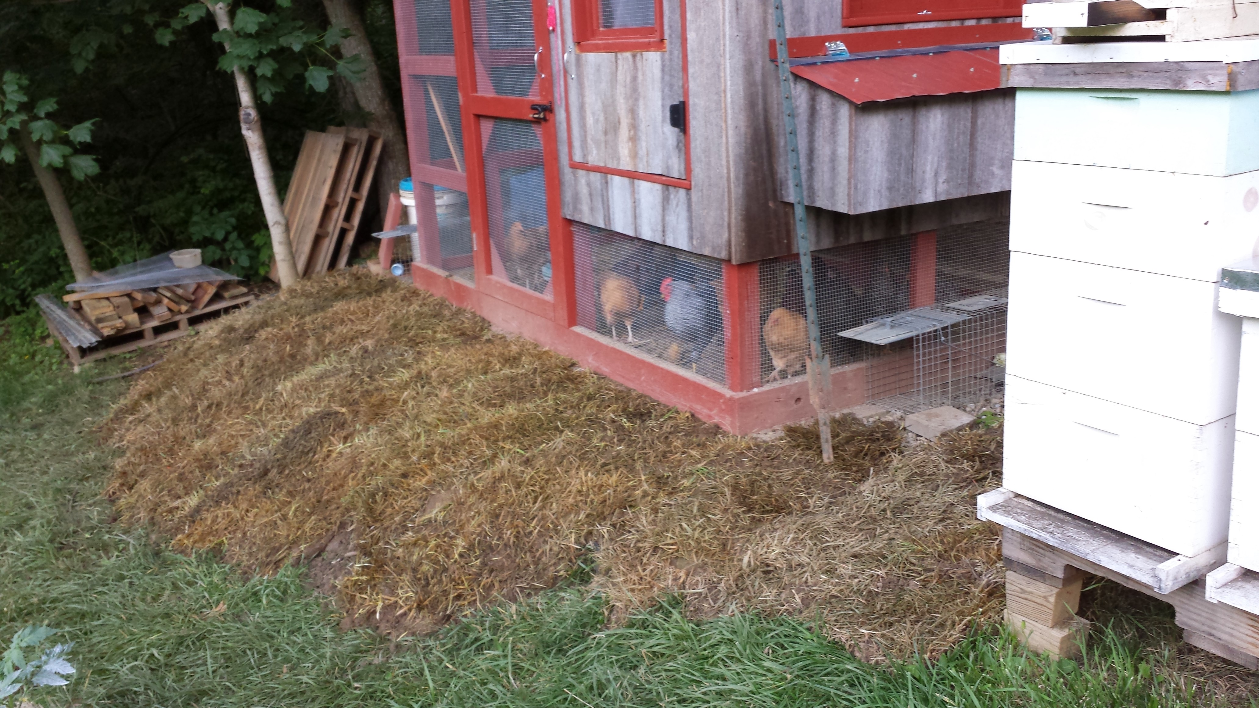 Grass and dirt mounded back up around the coop.