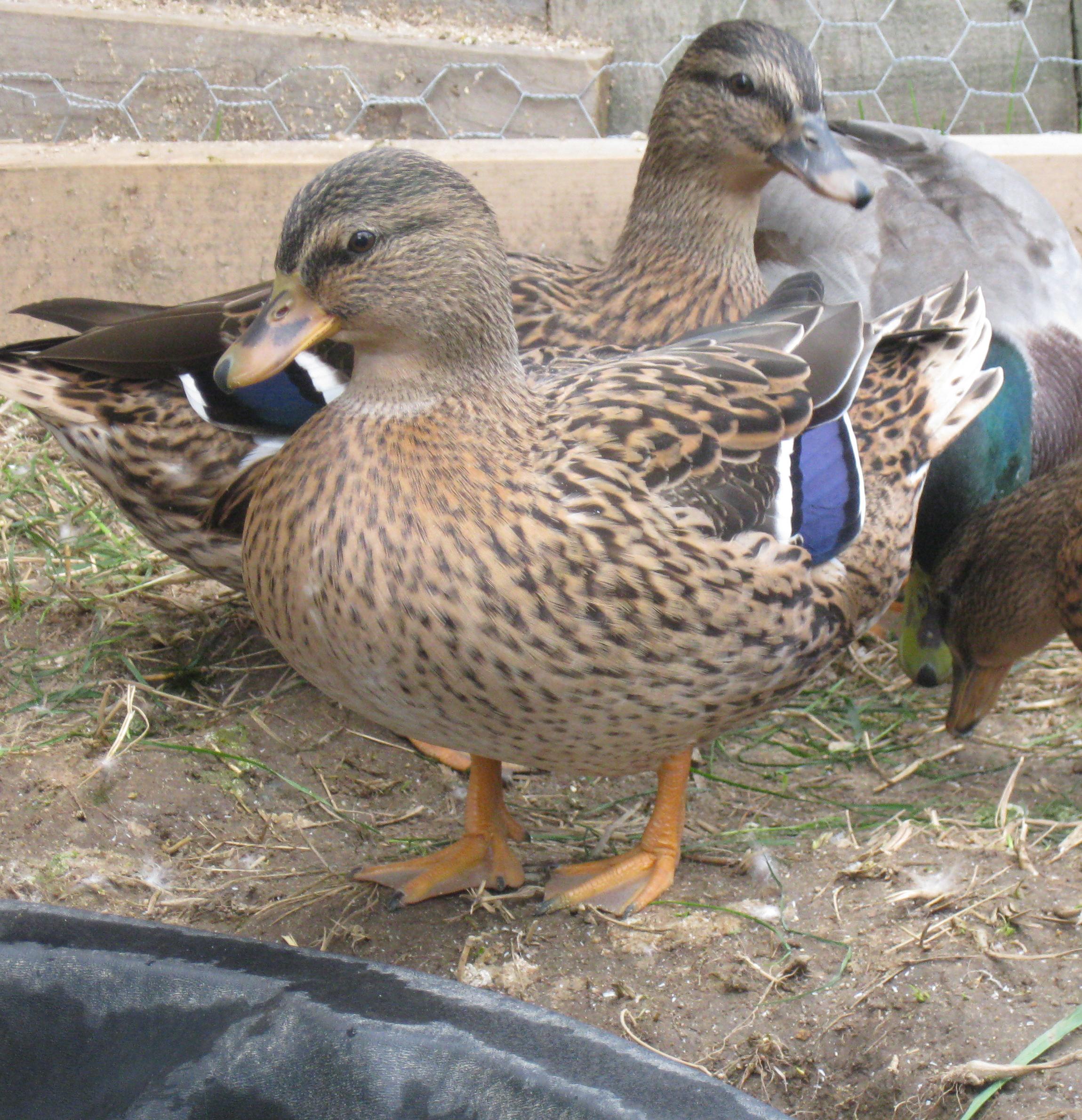 Gray Call duck