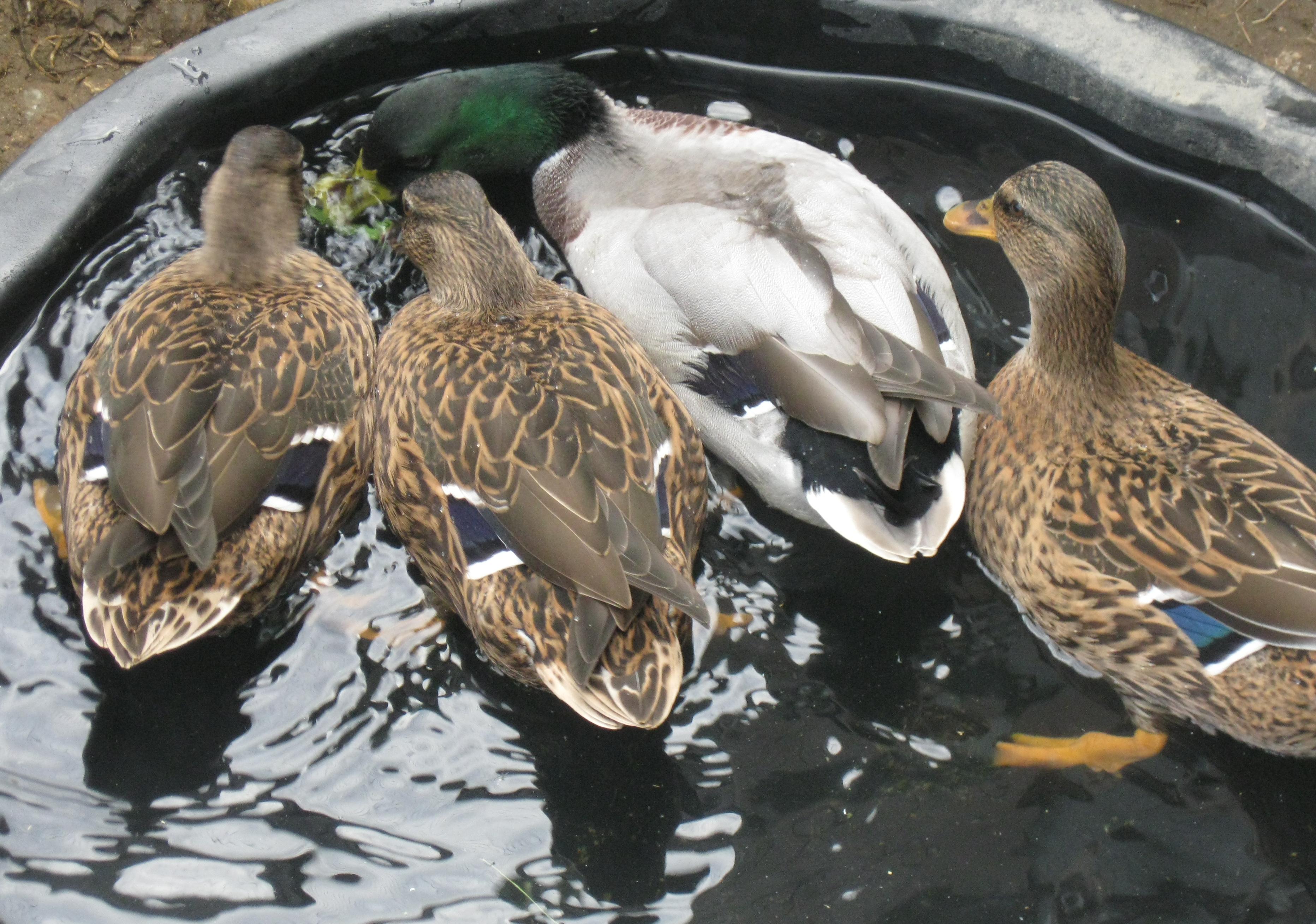 gray call ducks