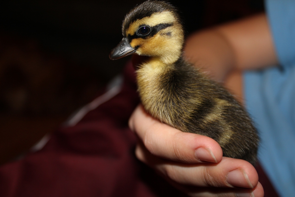 Gray duckling