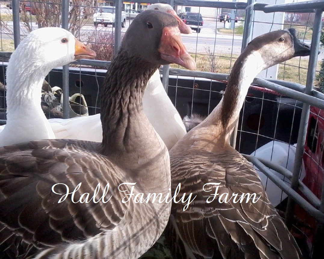 Gray Geese for sale