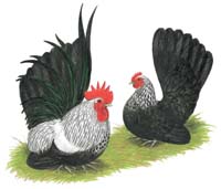 Gray Japanese Bantams