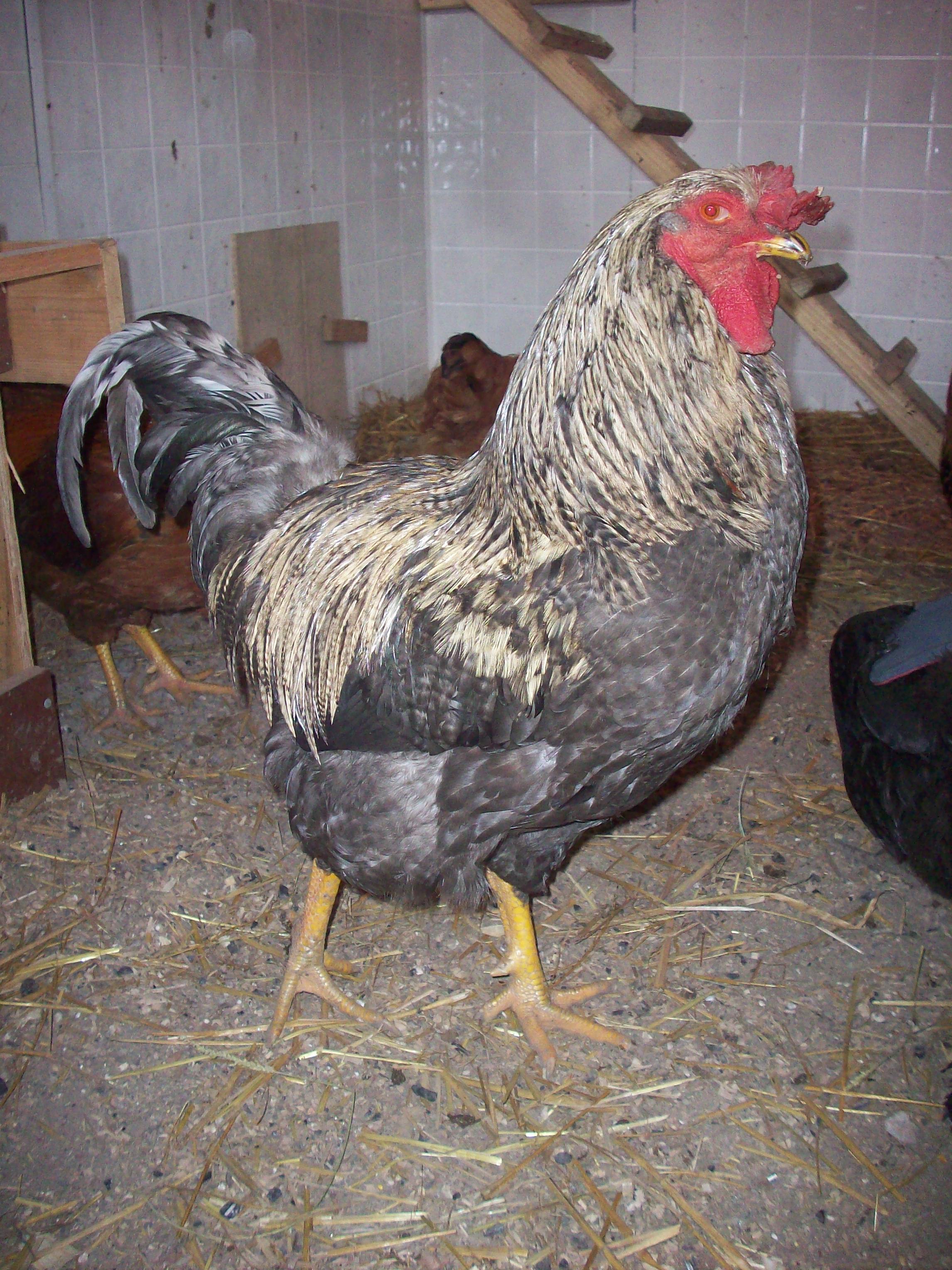 Grayson, getting big