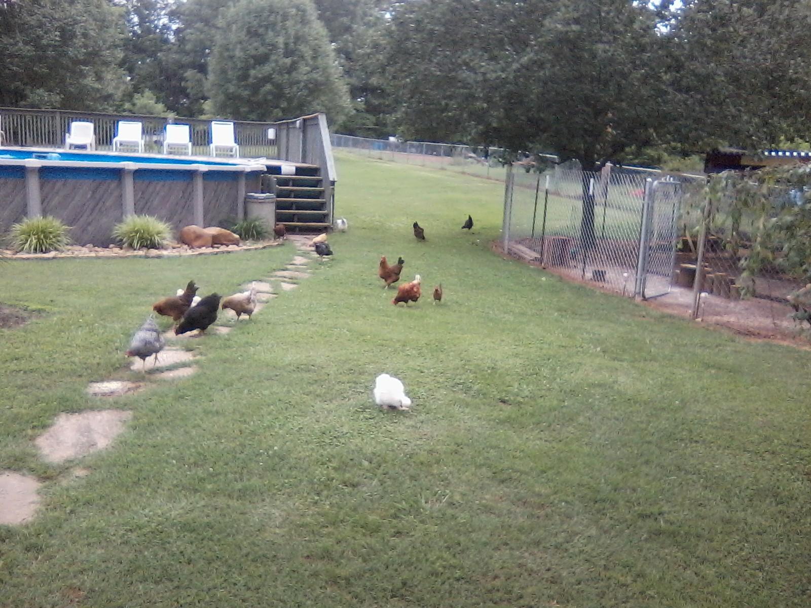 Grazing