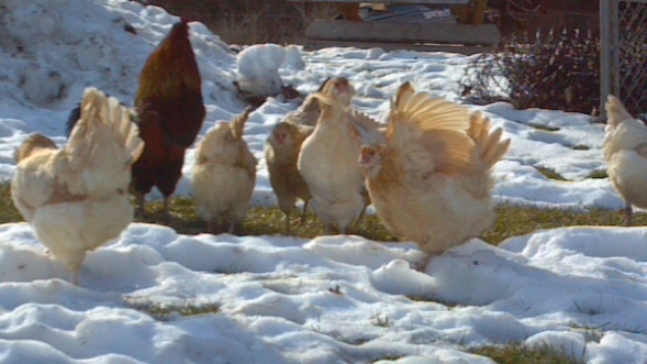 Great action shot, a lady flapping and her roo crowing.  So thankful to be outside on a sunny Winter day!