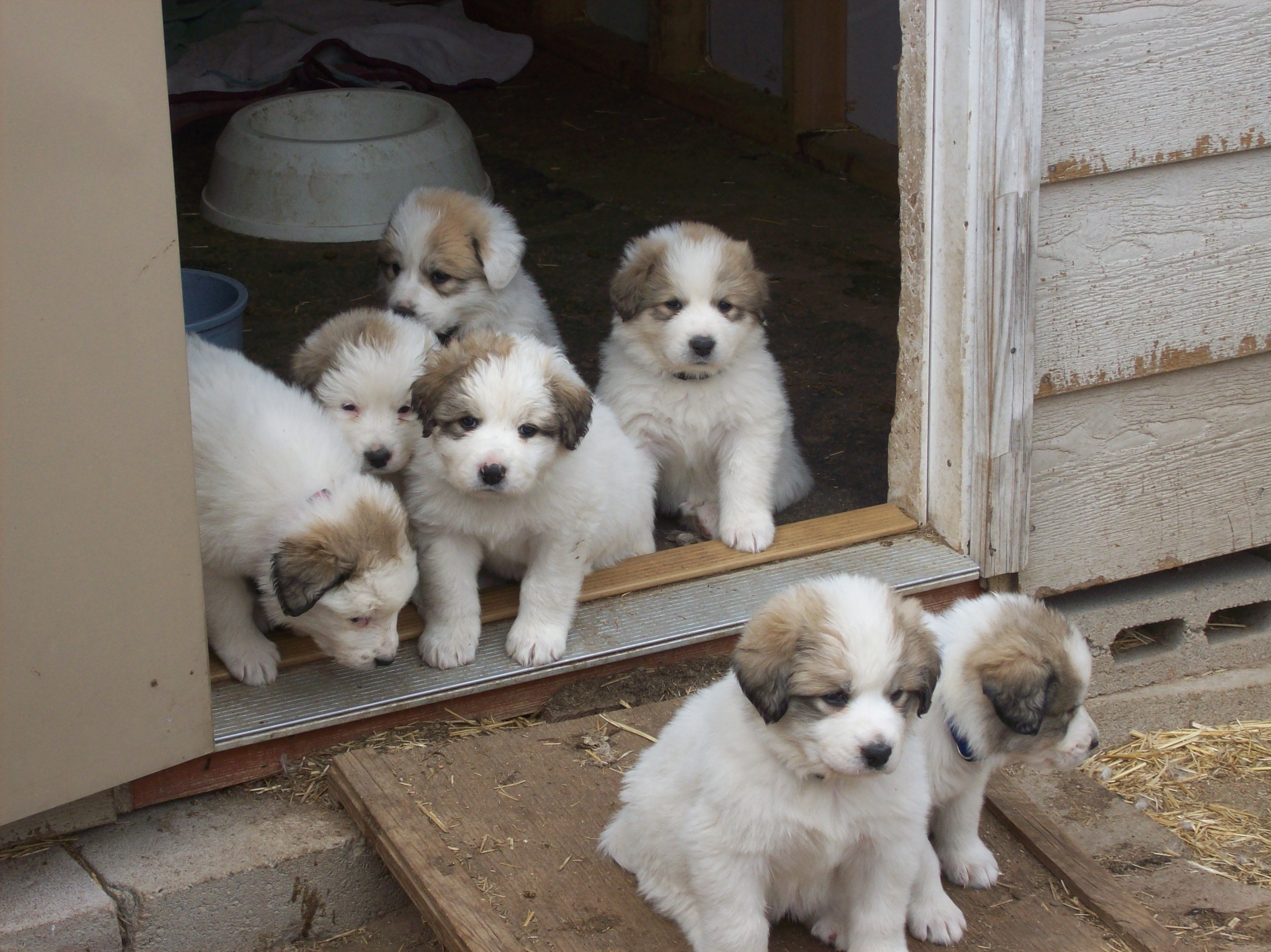 Great Pyrenees puppies.