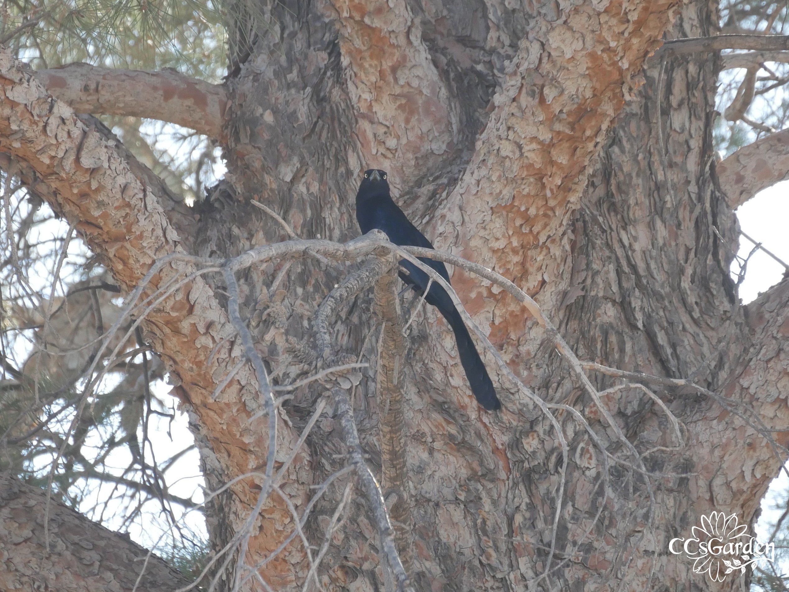 Great tailed grackle