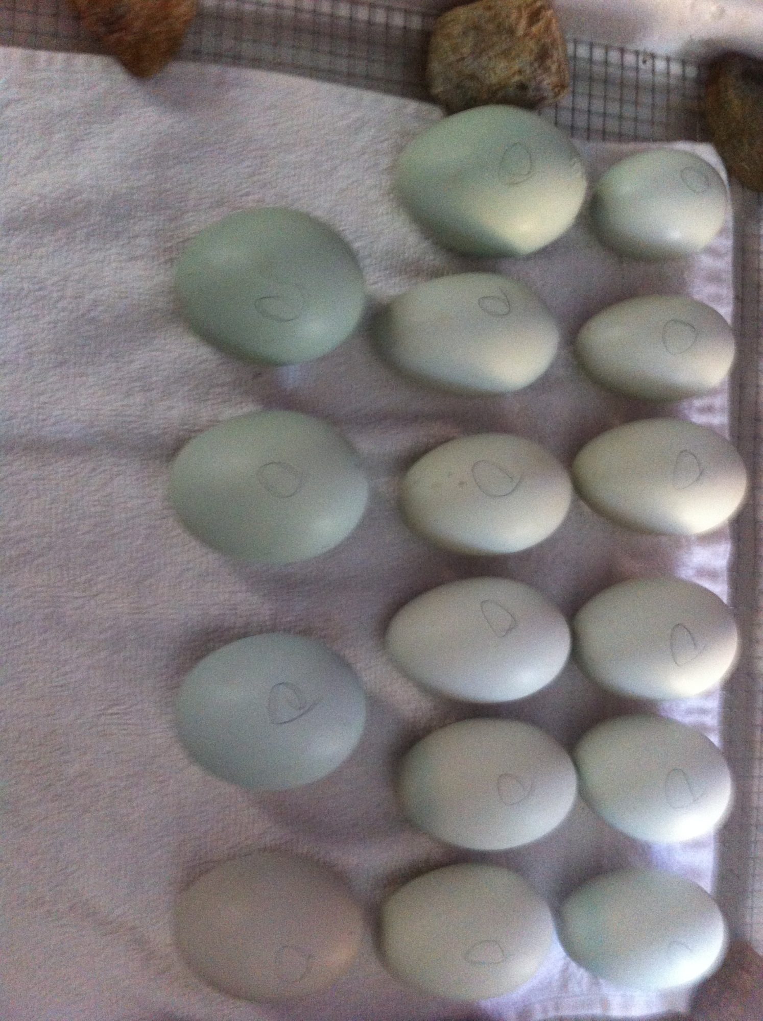 Green/blue eggs going into the incubator!!!