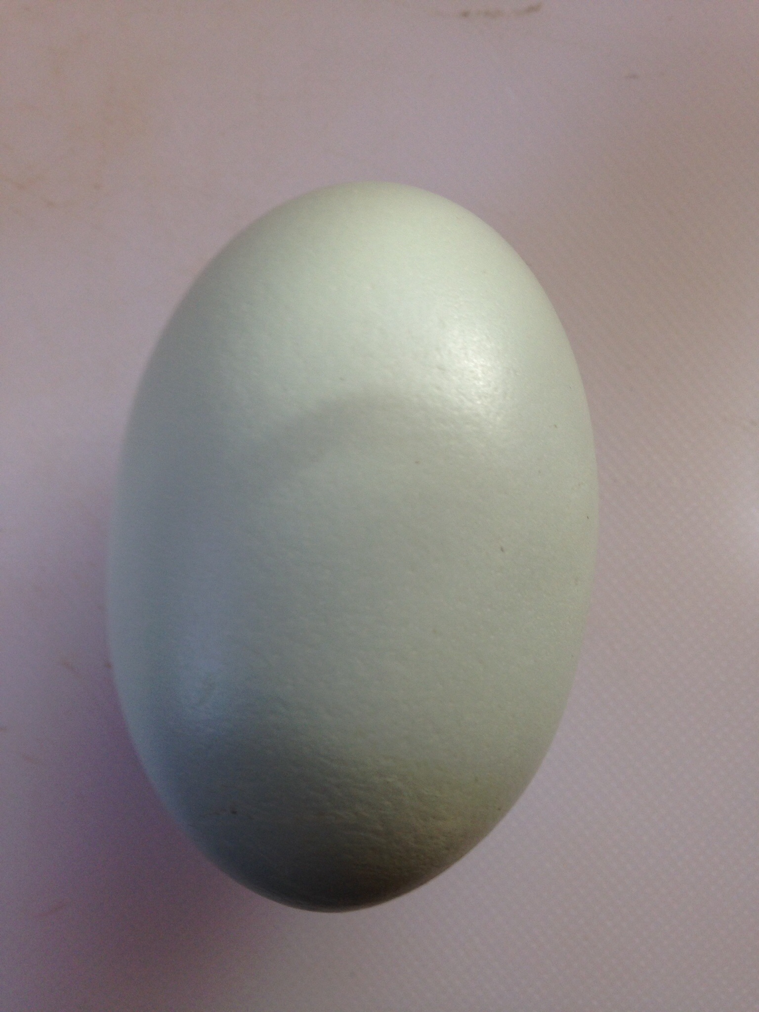 Green egg laid by one of our Easter Eggers