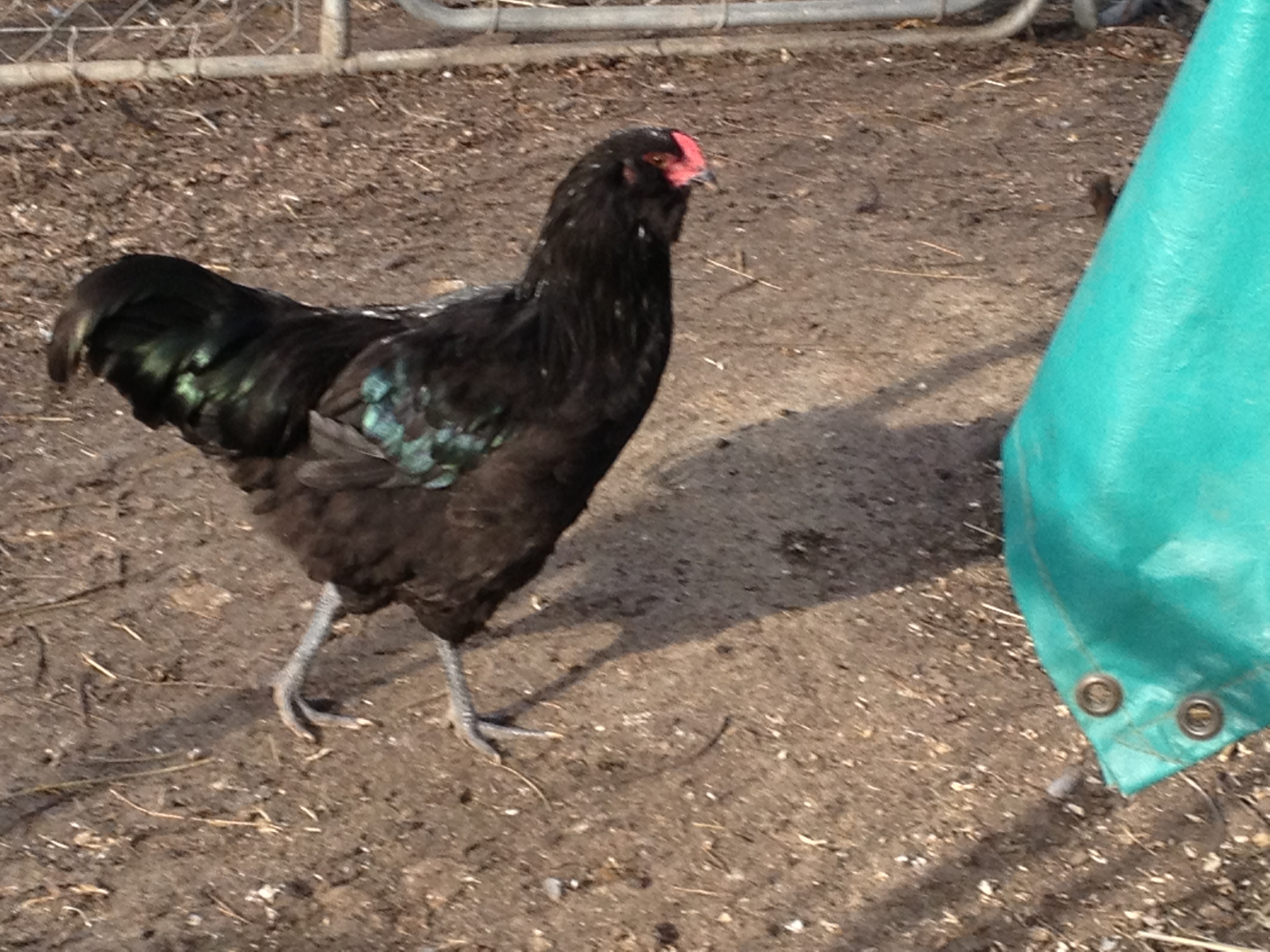 Green Egger Cockerel