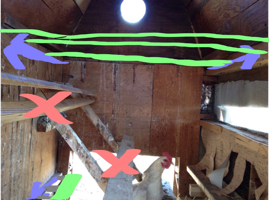 Green lines are roosting spots, we will be putting a roosting bar along the length of the coop above the pop door. The flock also roosts on the nesting box perch in the right bottom of picture, the blue arrows are where we will be putting supports for roosts. The pink x is the current roosts which will be removed.