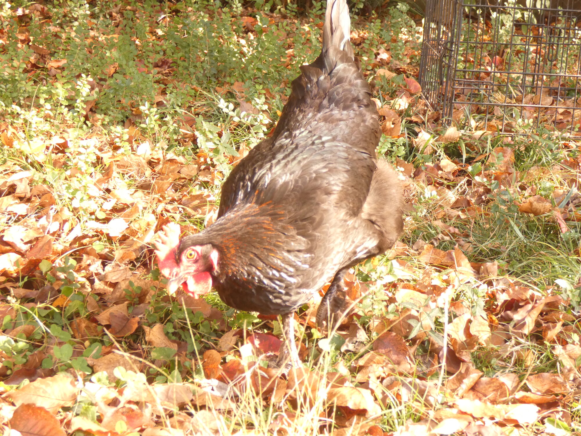 Greenfoot