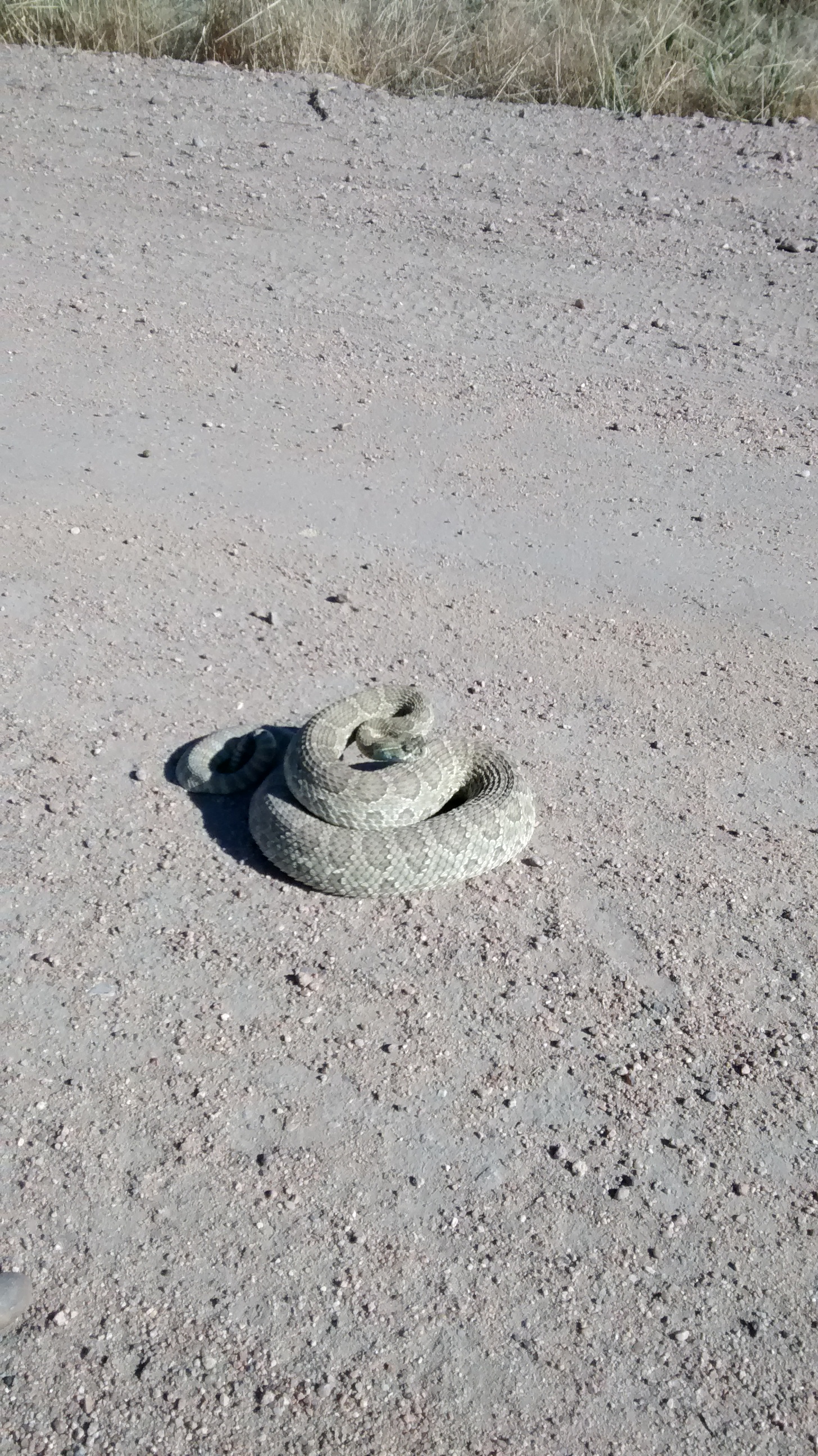 Greetings from the cattle pasture Mr. Rattlesnake :P