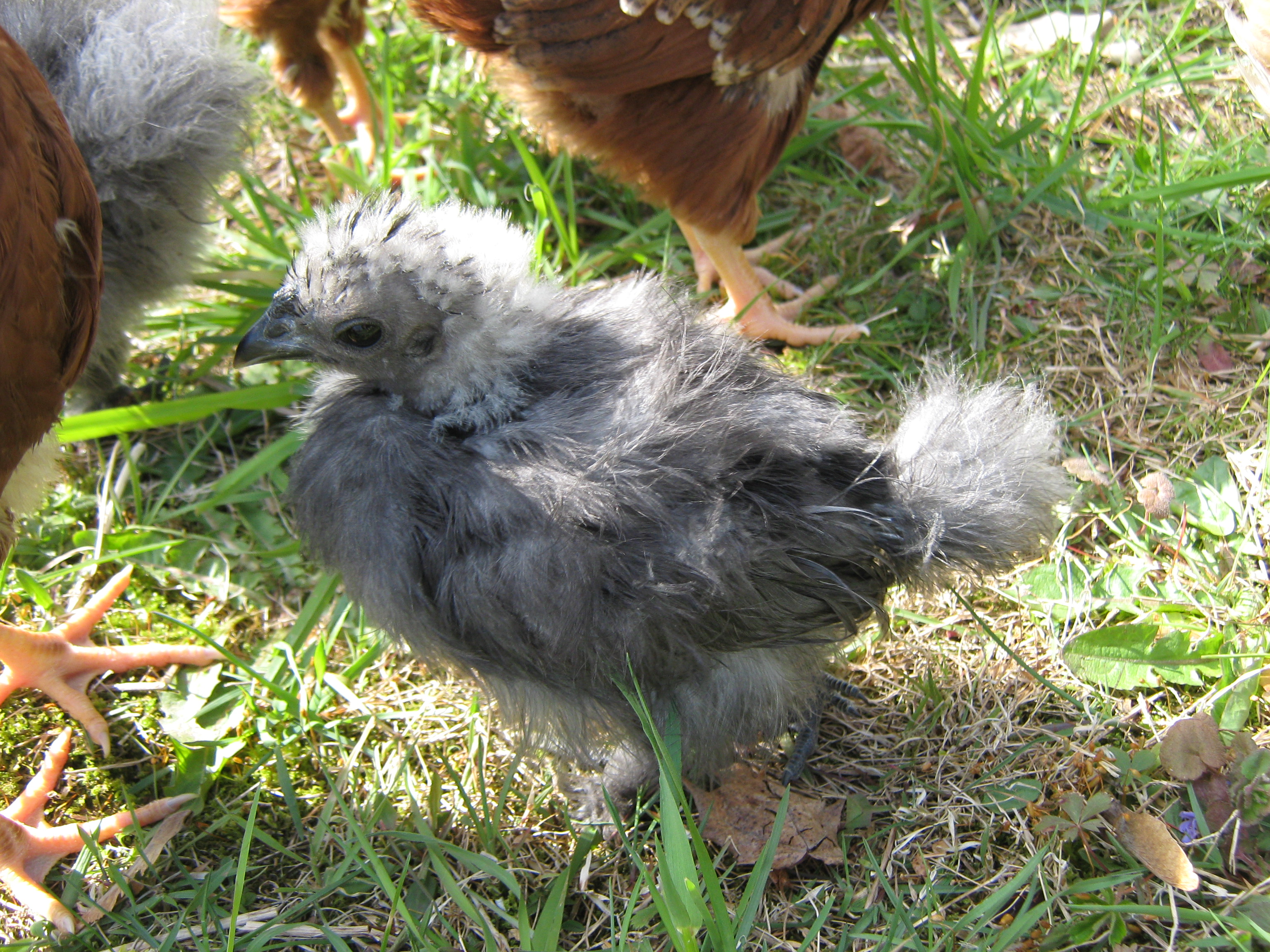 Grendel, 5 weeks