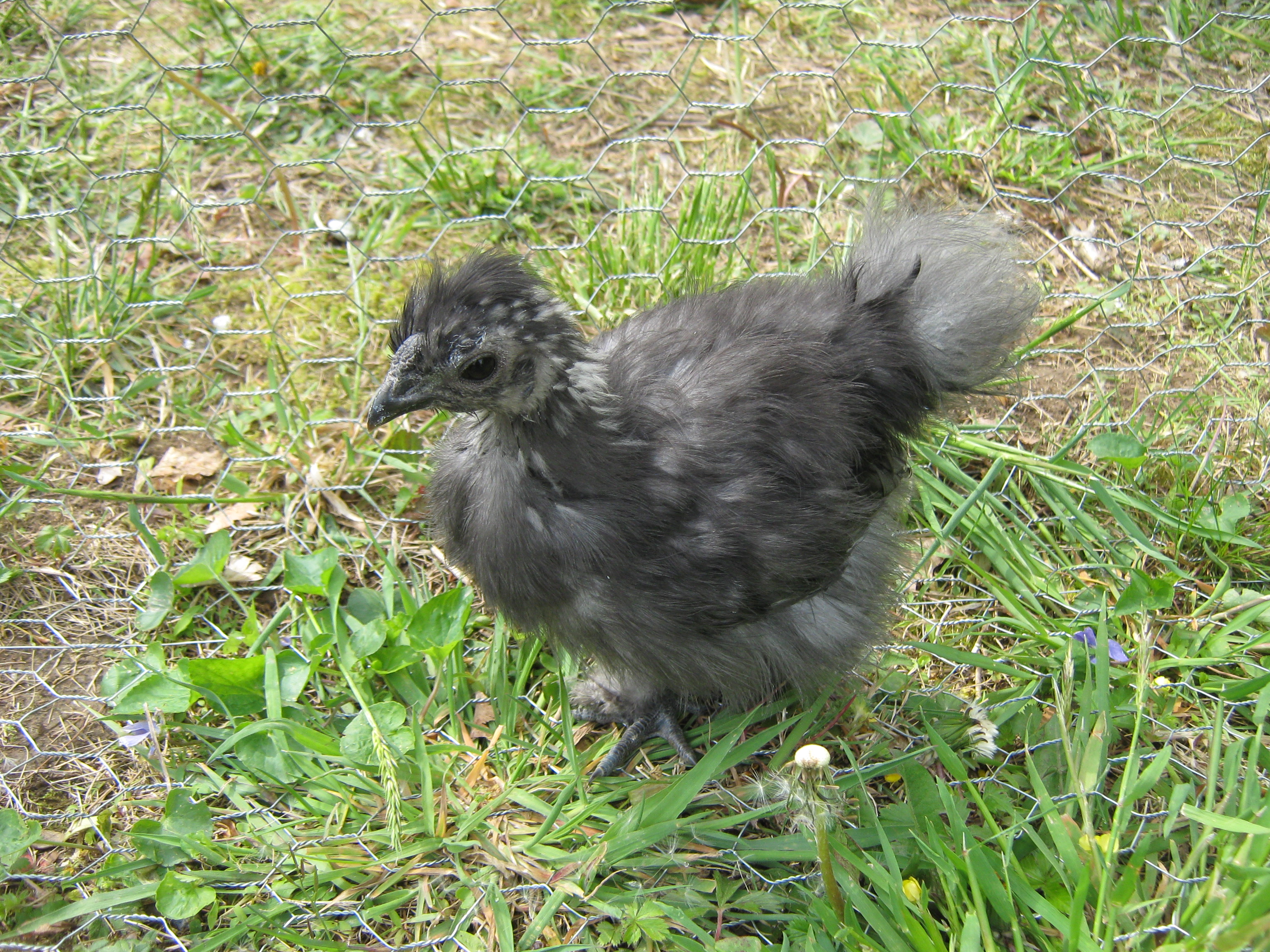 Grendel at seven weeks - I'm thinking roo!!
