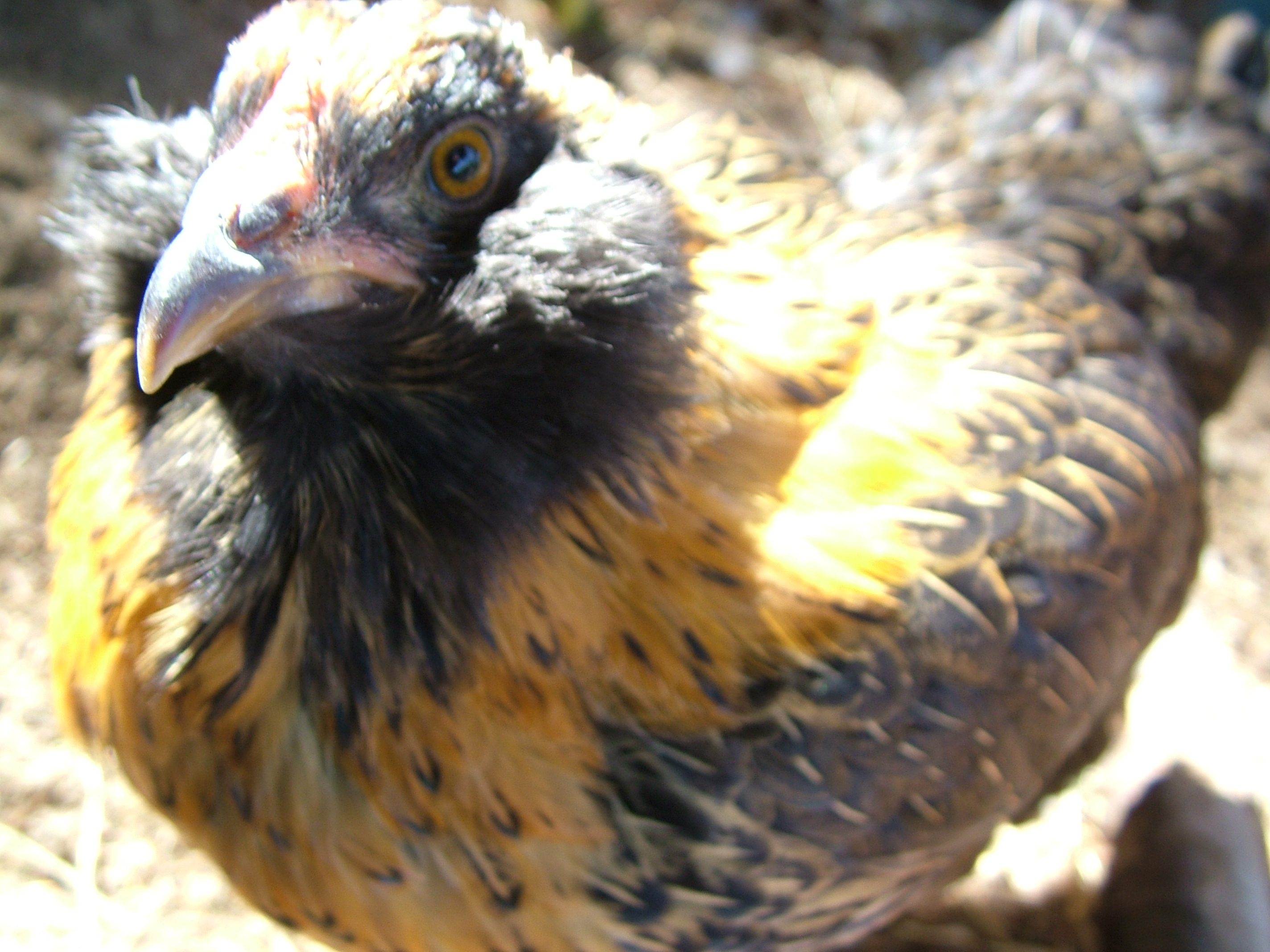 Greta Garbo giving me a look over. She kind of reminded me of a vulture here but a lot prettier. She is my second full sized EE or Ameraucana but she has the side tufts of the Arucauna which Marlene doesn't have as much of.