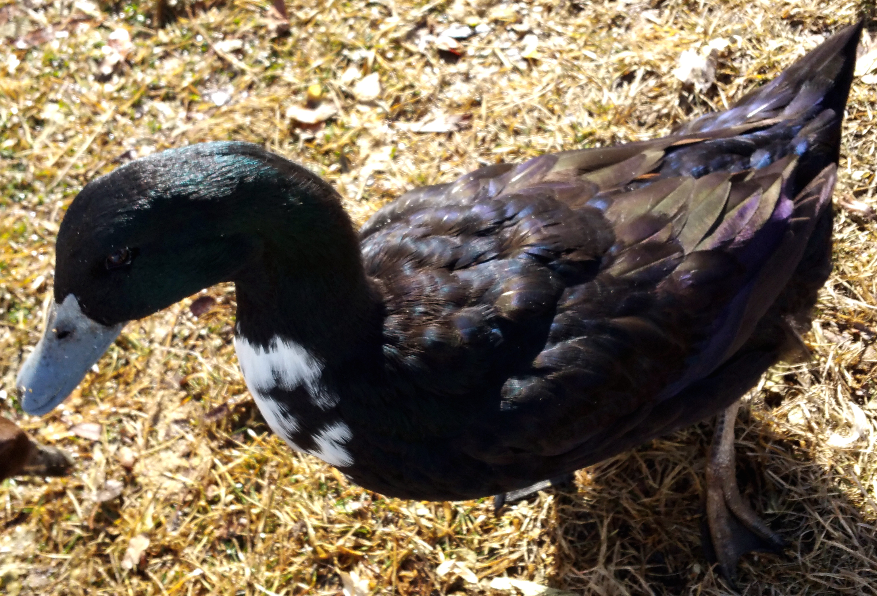 Greta - It is really difficult to catch the splendor of her plumage in a photo, but this is the closest I have gotten so far.