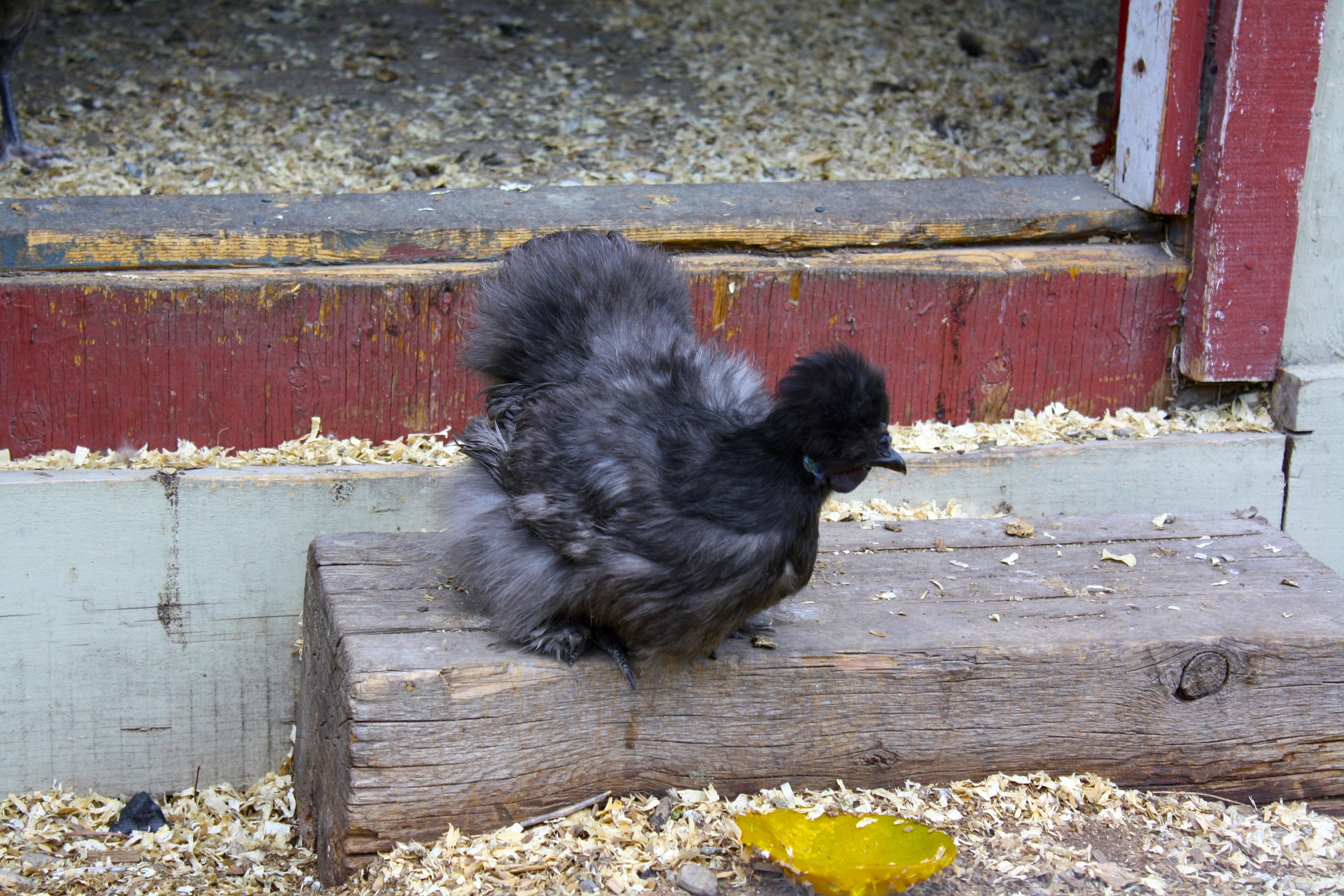 Gretchen, and her " sister" Gretchen, lay a tiny white egg every day when they are not broody, which is most of the time.