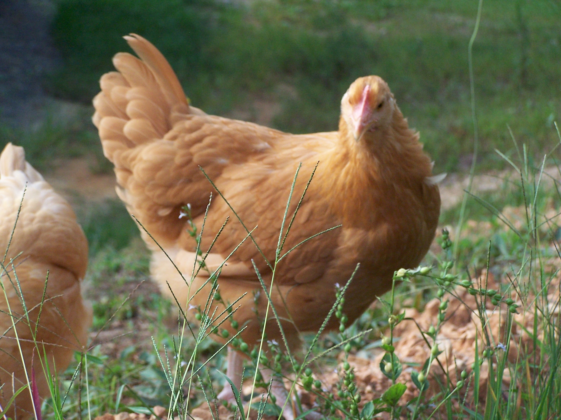Gretchen, Buff Orpington hen