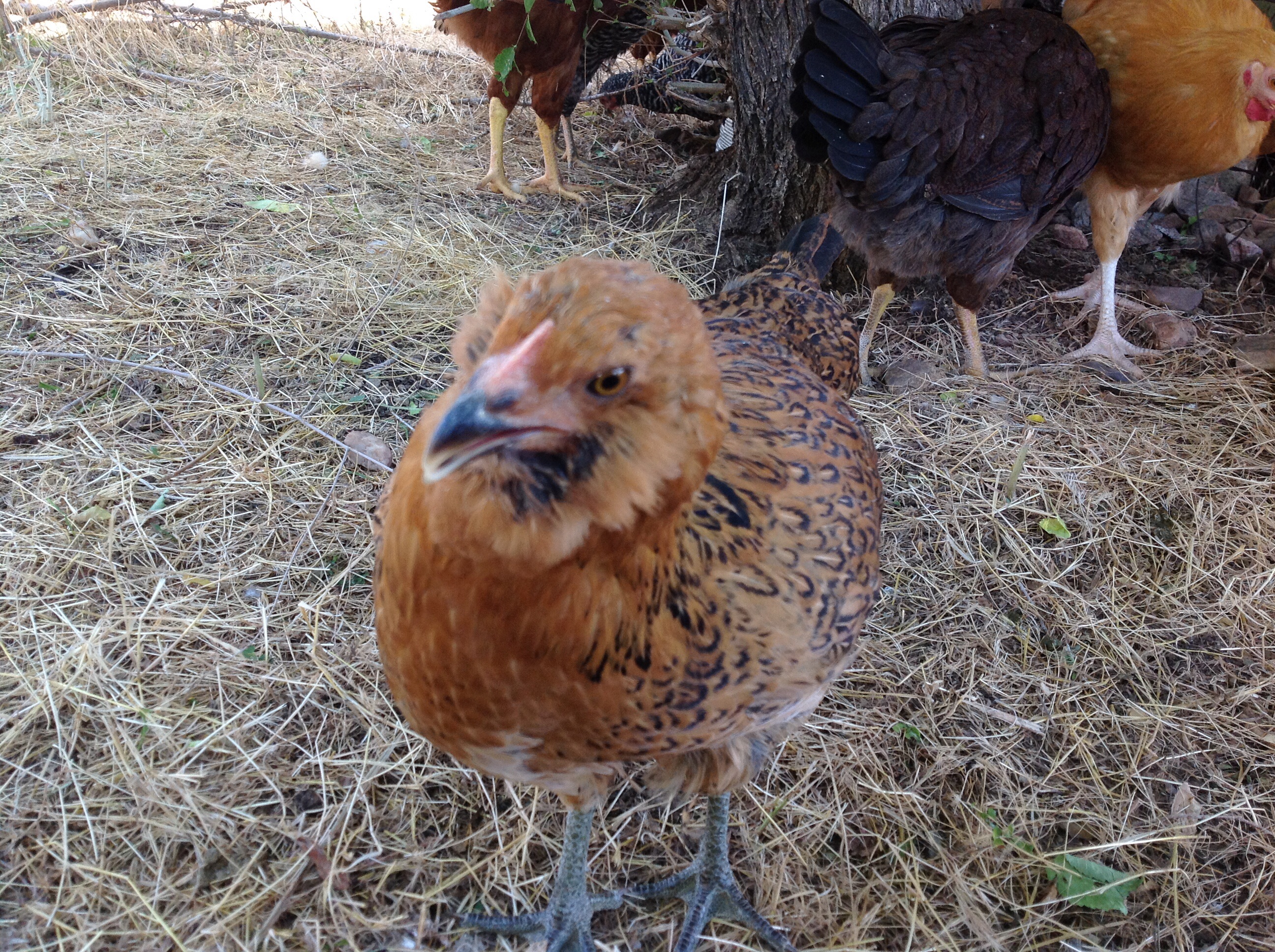 Gretchen