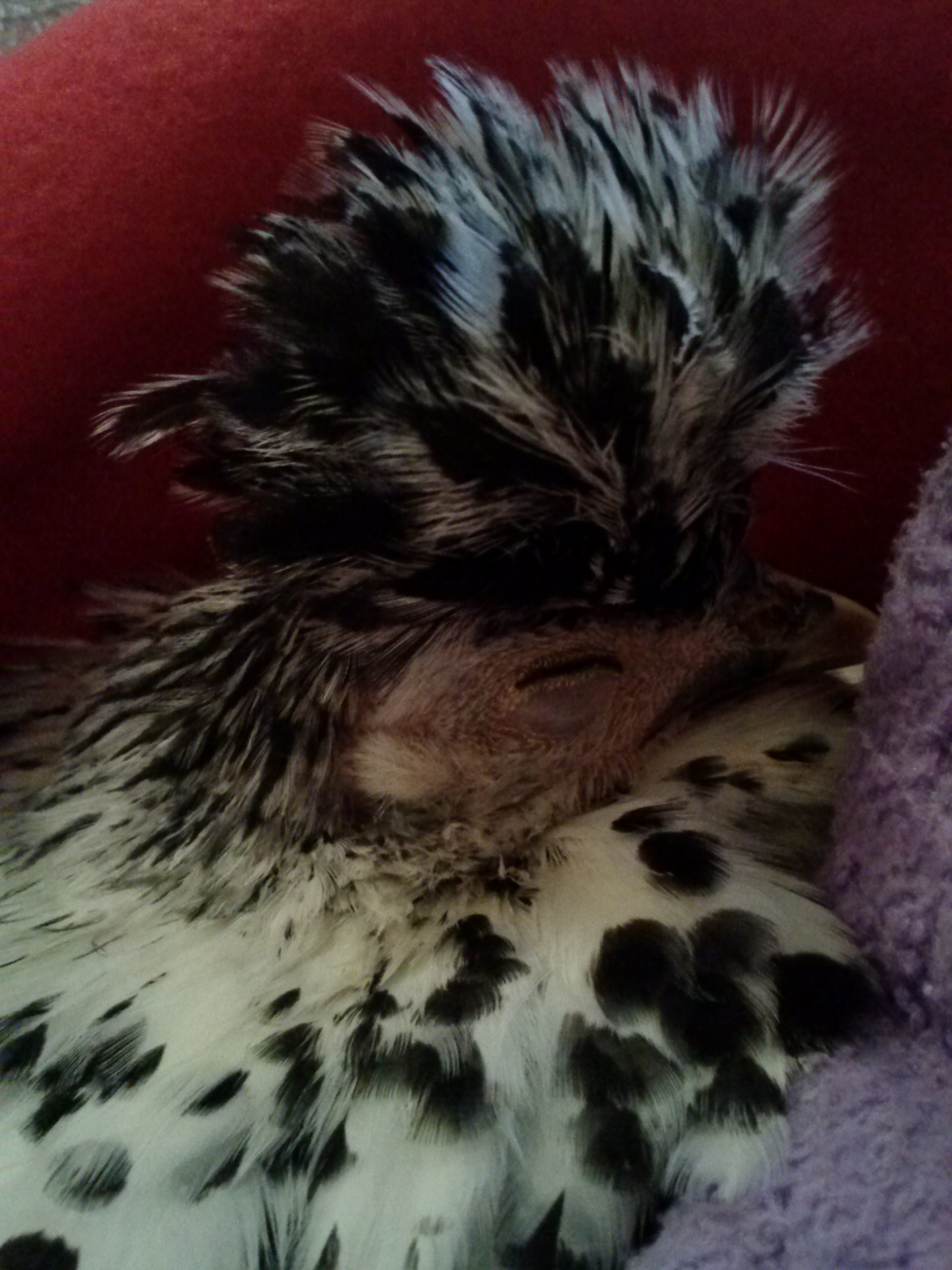 Gretel my injured hen (5months) sleeping with me in my blankets.