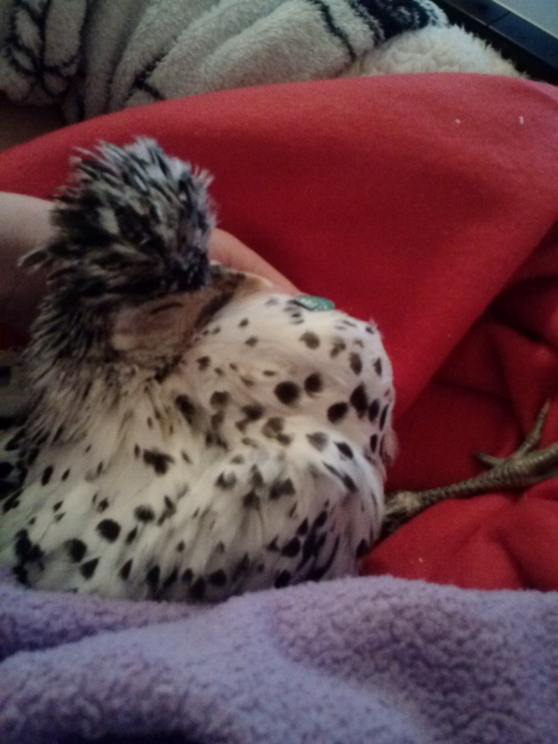 Gretel my poor baby might have mereks disease or just a dislocation.