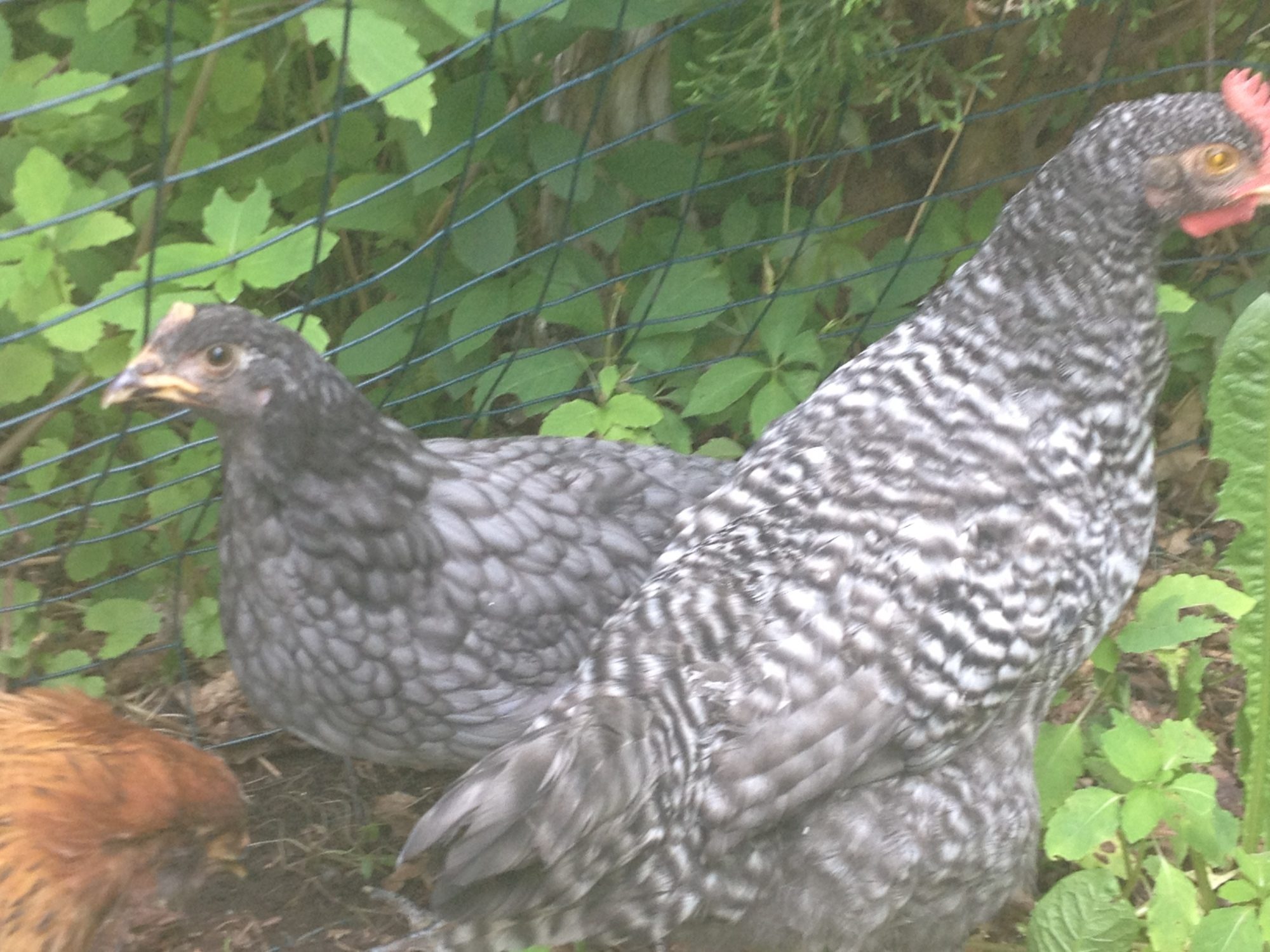 Grey chicken