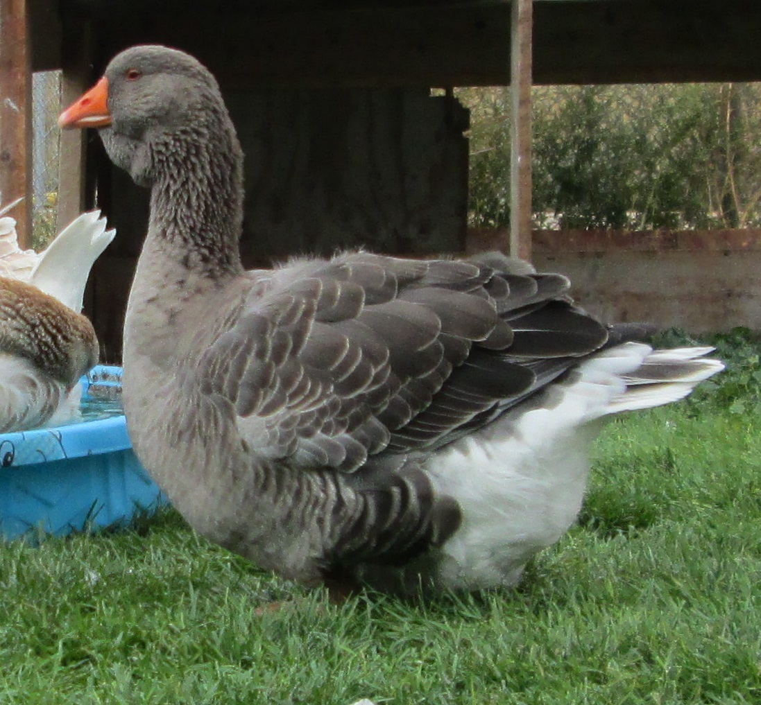 grey dewlap Toulouse goose 2.5 years old