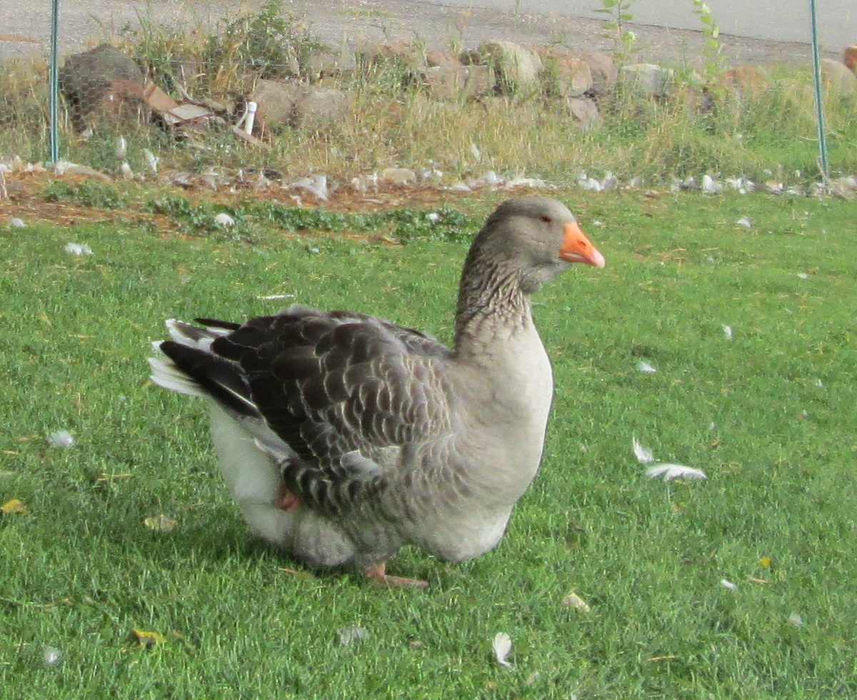 grey dewlap Toulouse goose 2.5 years old