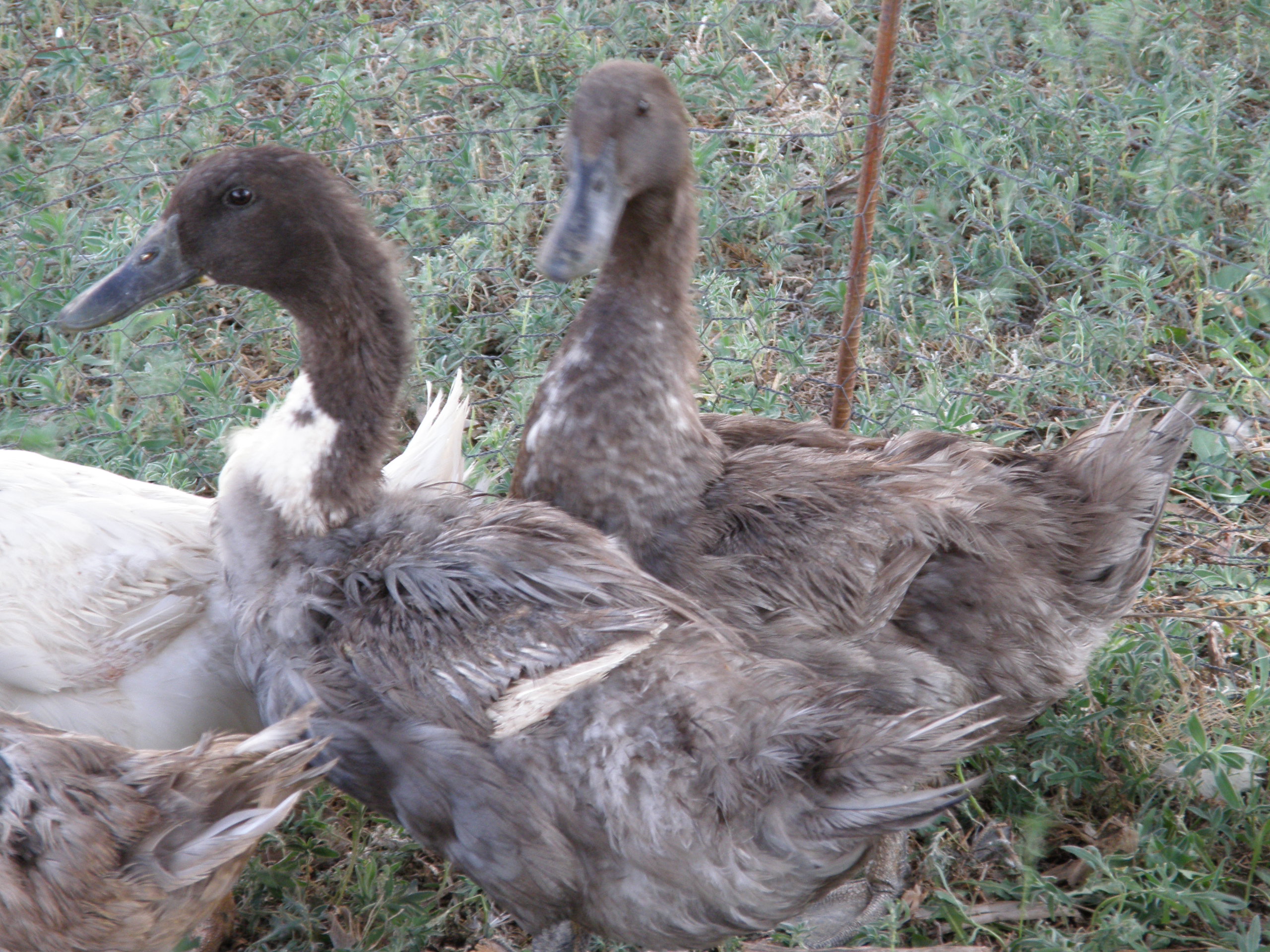 Grey ducks - close-up.