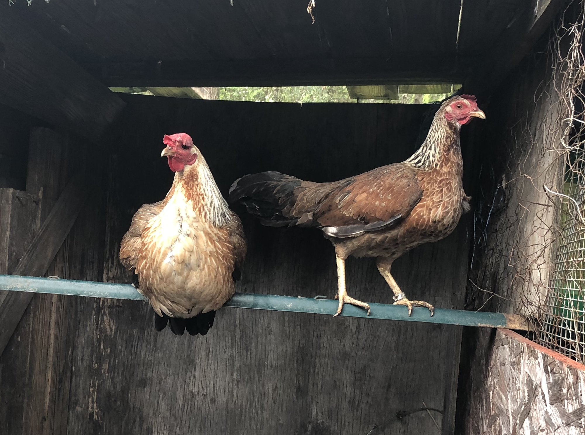 Grey game hens