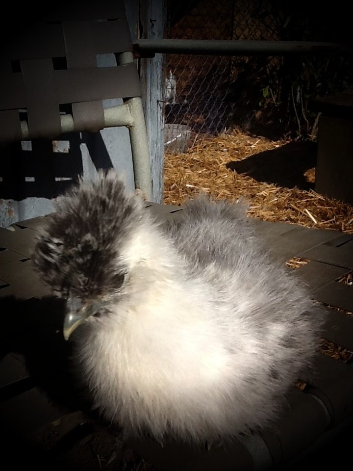 Grey Part. 6 wks