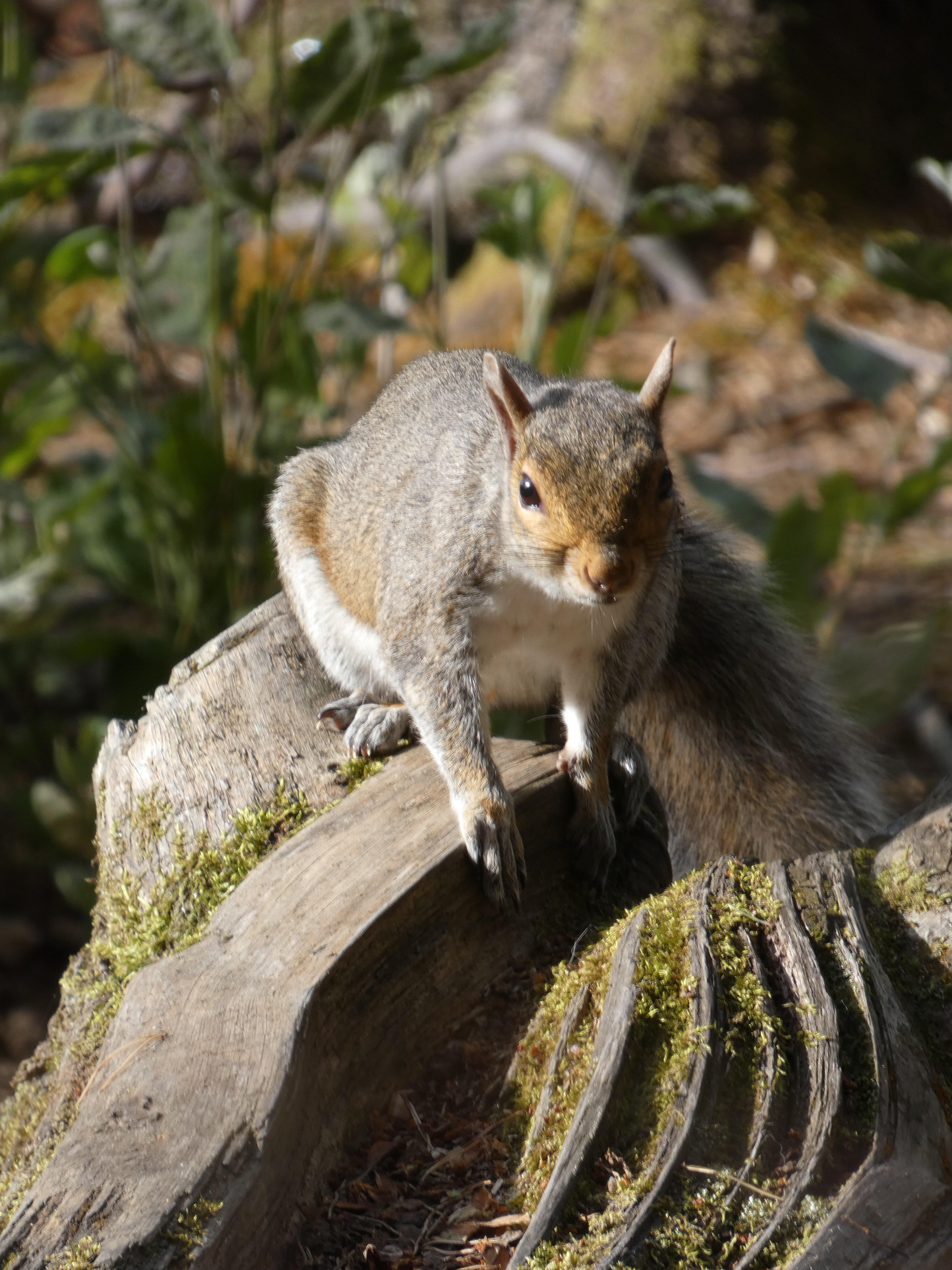 Grey Squirrel