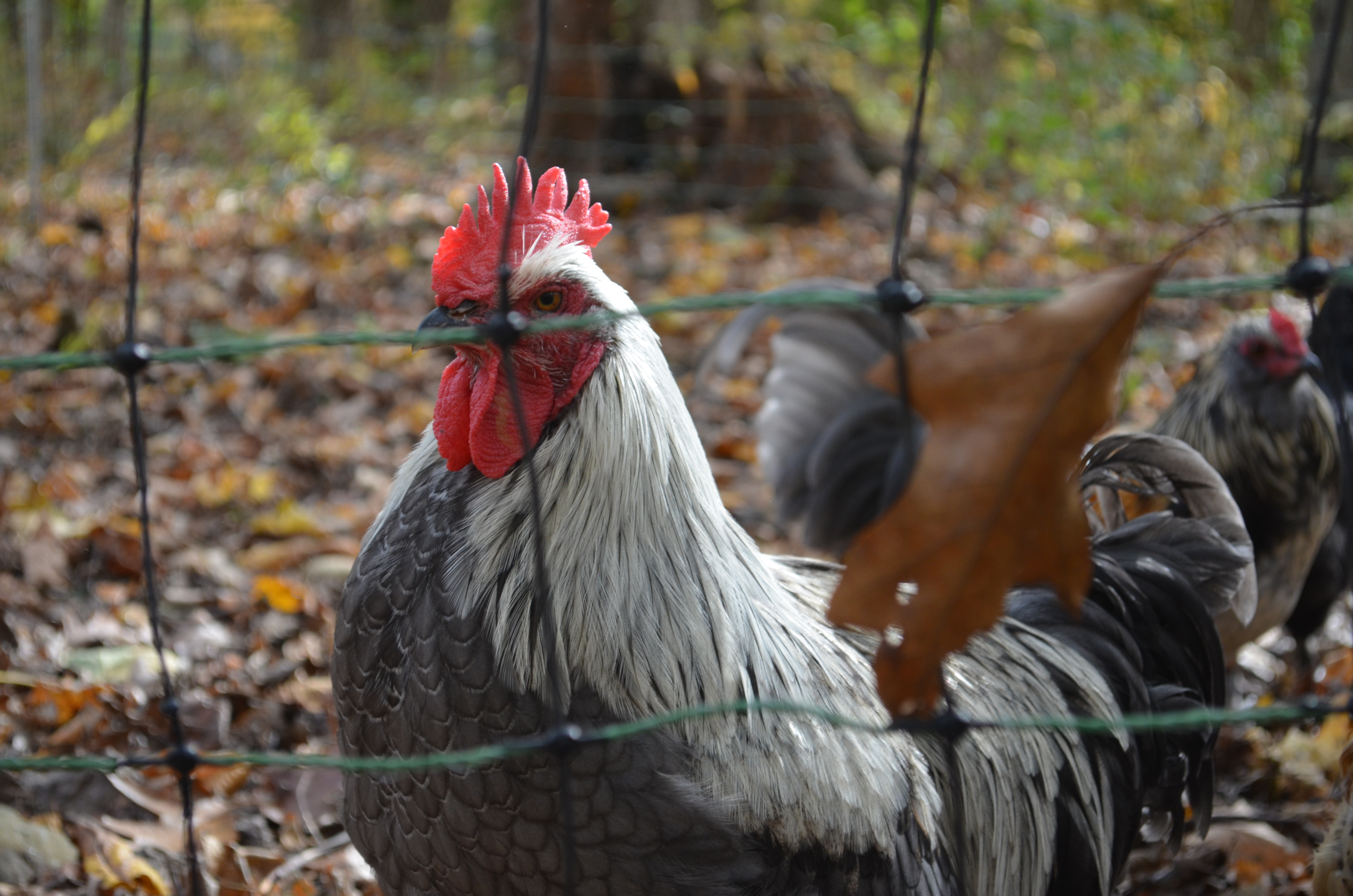 Greyson - blue birchen marans (19 weeks)