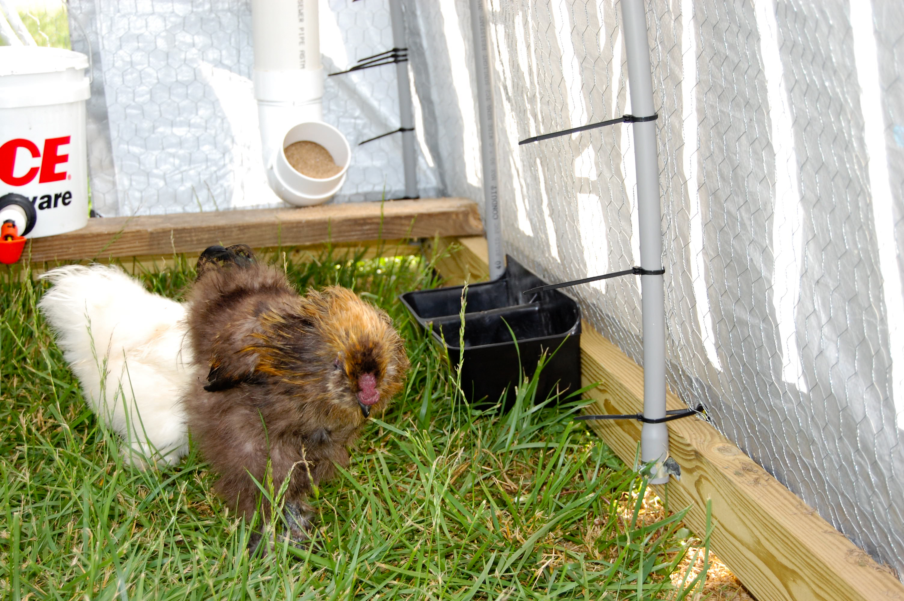 Grit and calcium feeder is actually a mineral feeder from TSC