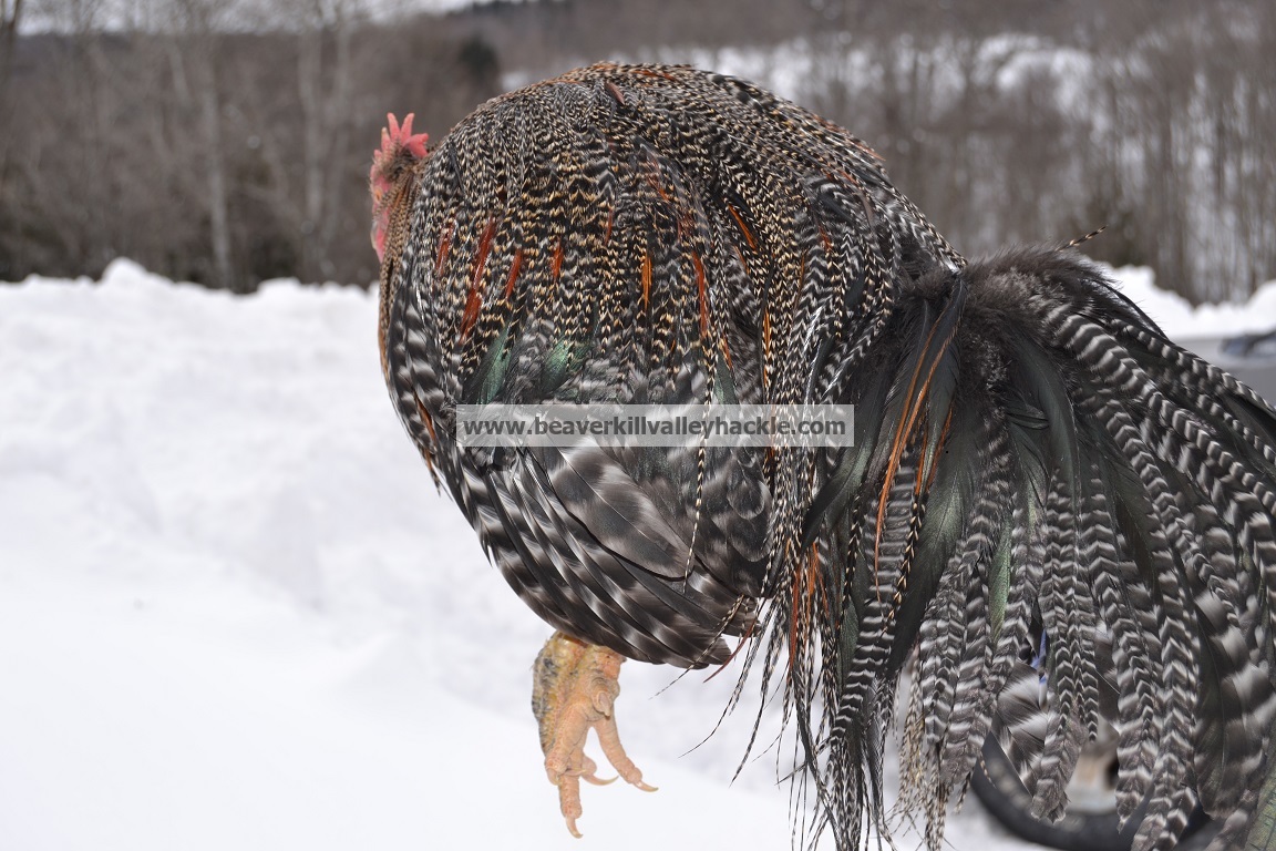Grizzly Variant Genetic hackle rooster