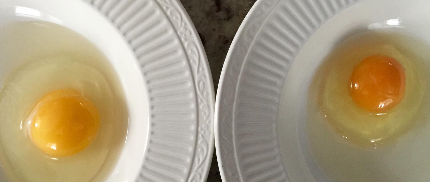 Grocery store eggs vs. our eggs