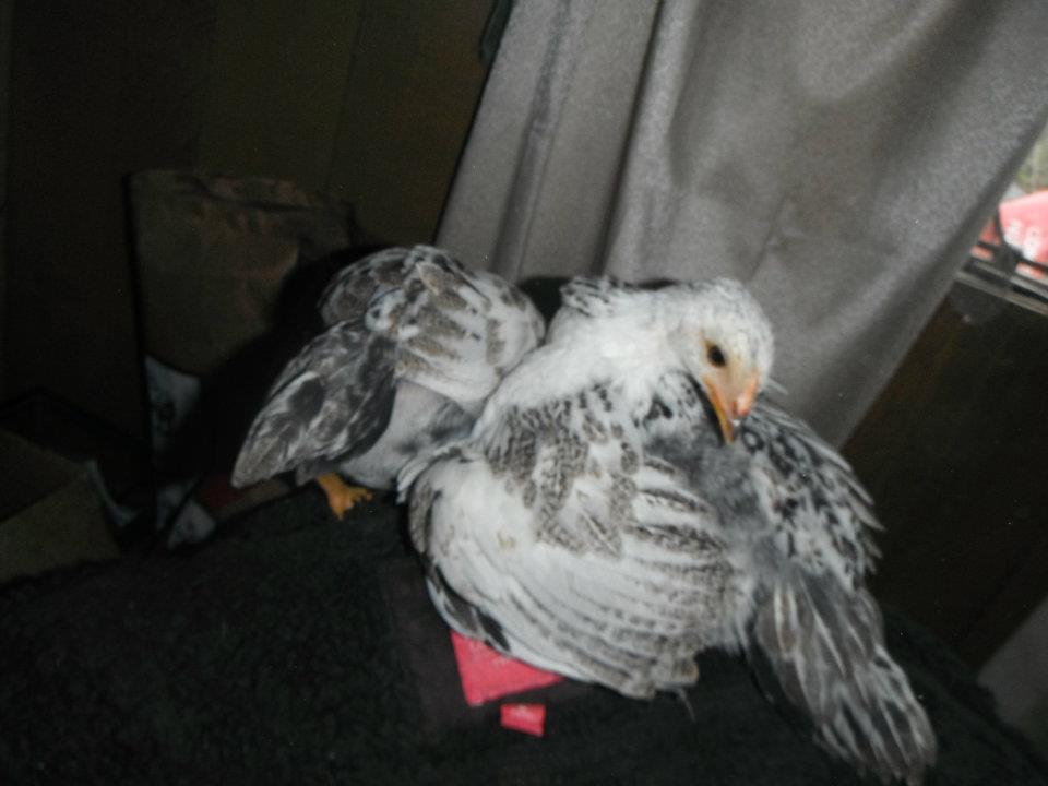 grooming on chair.