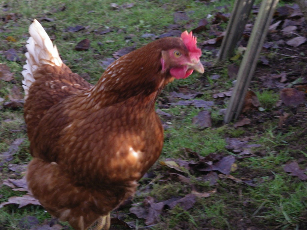 Groove red hen farmer