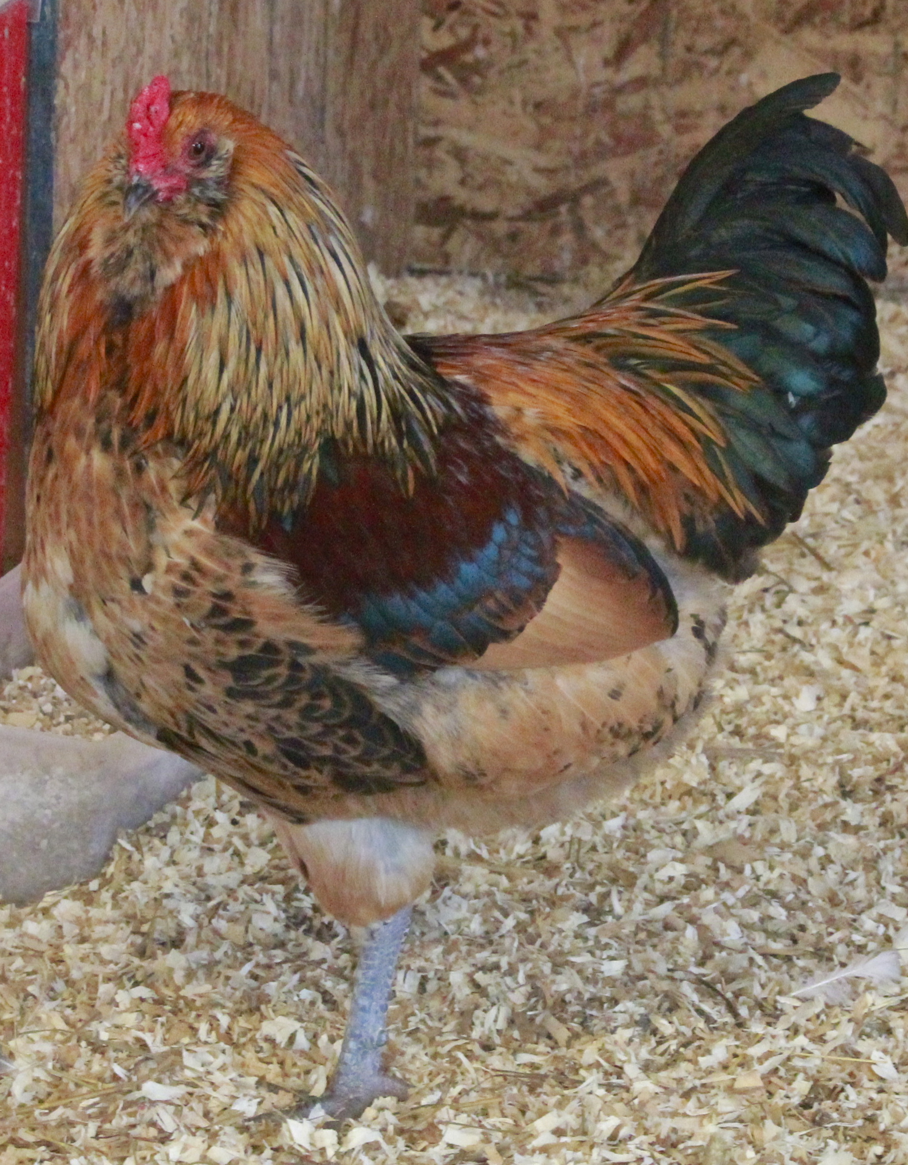 Groucho doing the flamingo