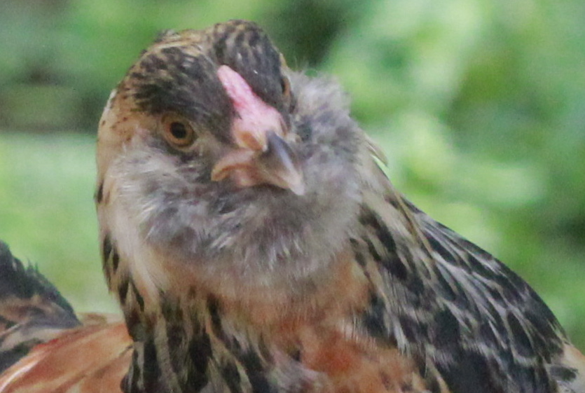 Groucho  - Easter Egger Cockerel 8 weeks