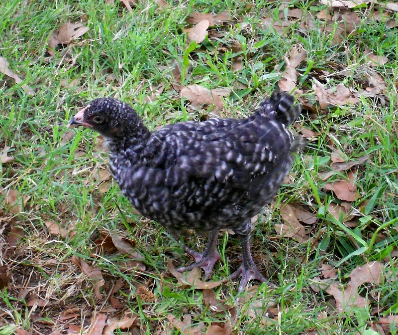 Groucho-so named because she tends to hang back and act grumpy---unless you have mealworms that is.