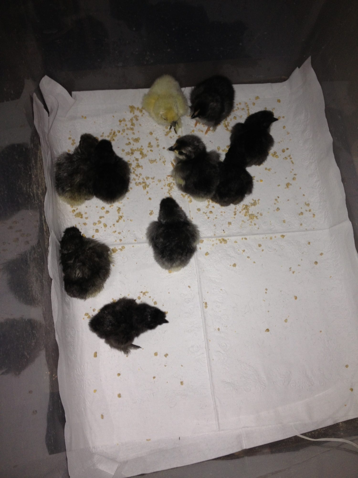 Group chick shot from 03/05/2013 hatch