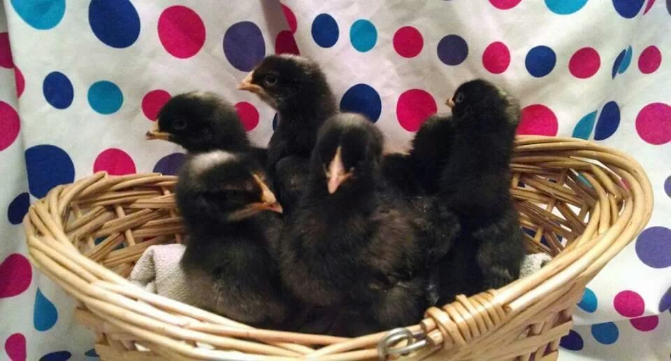 Group photo, barred rocks, one week old