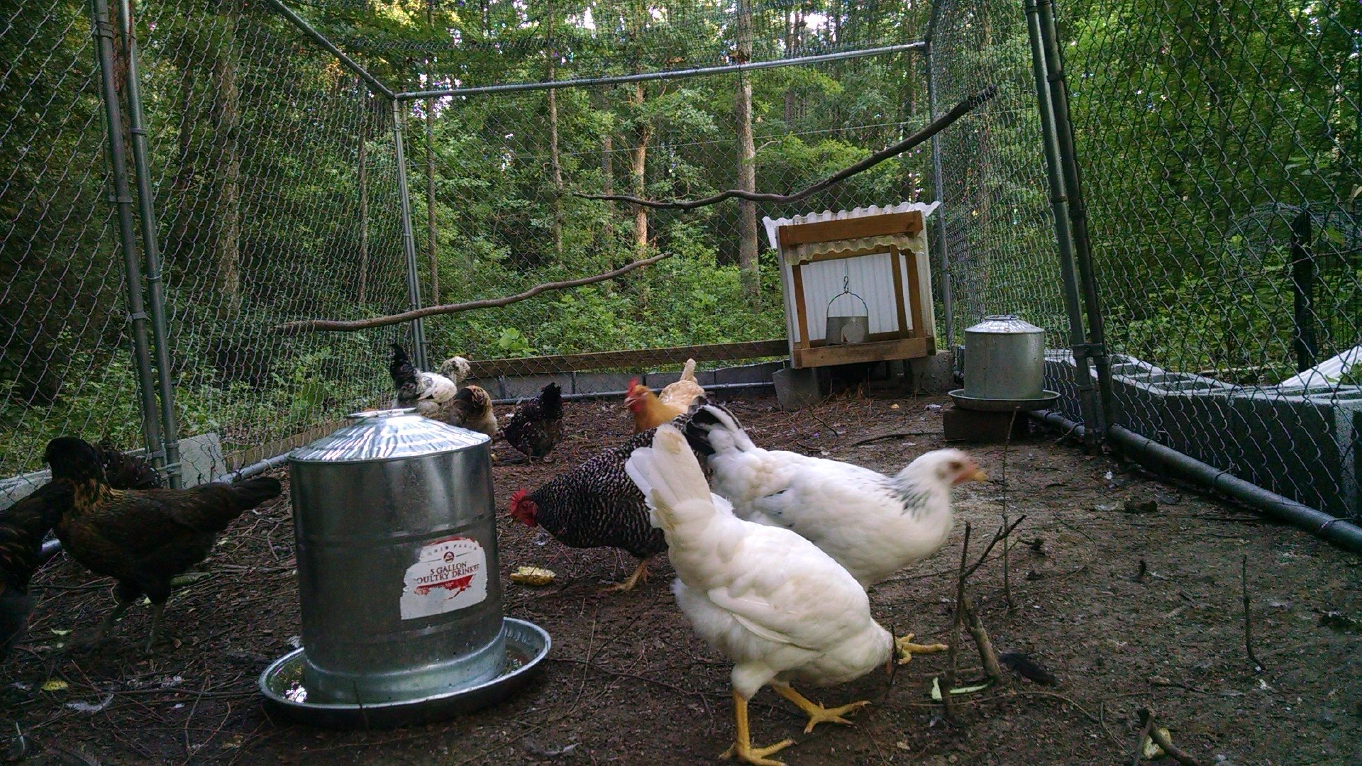 Group photo. My feed house my husband made. Never any wet food.