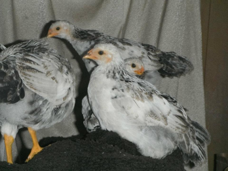 group pic of chicken babies on chair.