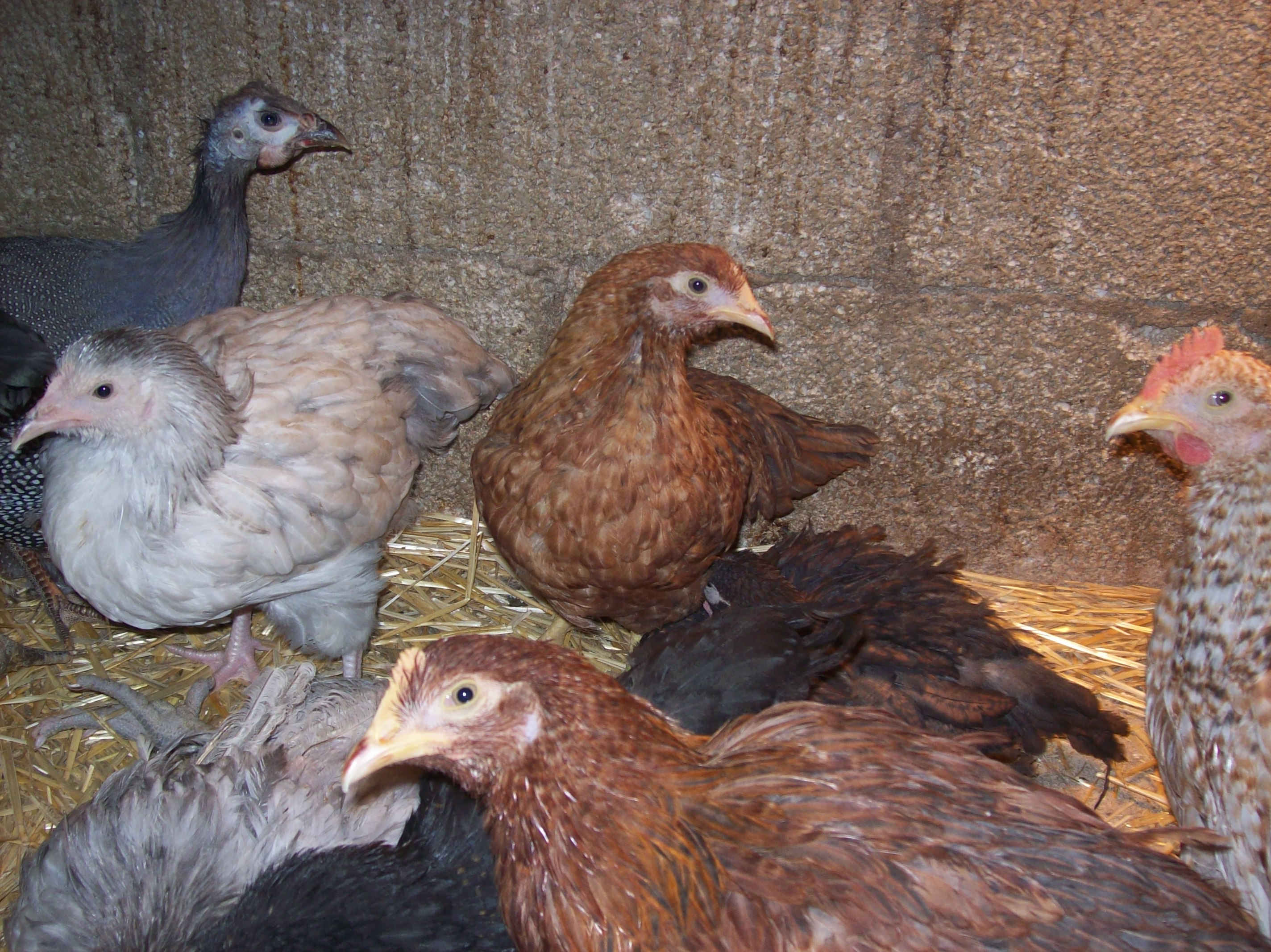 Grow out group.  Note the Lemon blue boy in upper left corner.