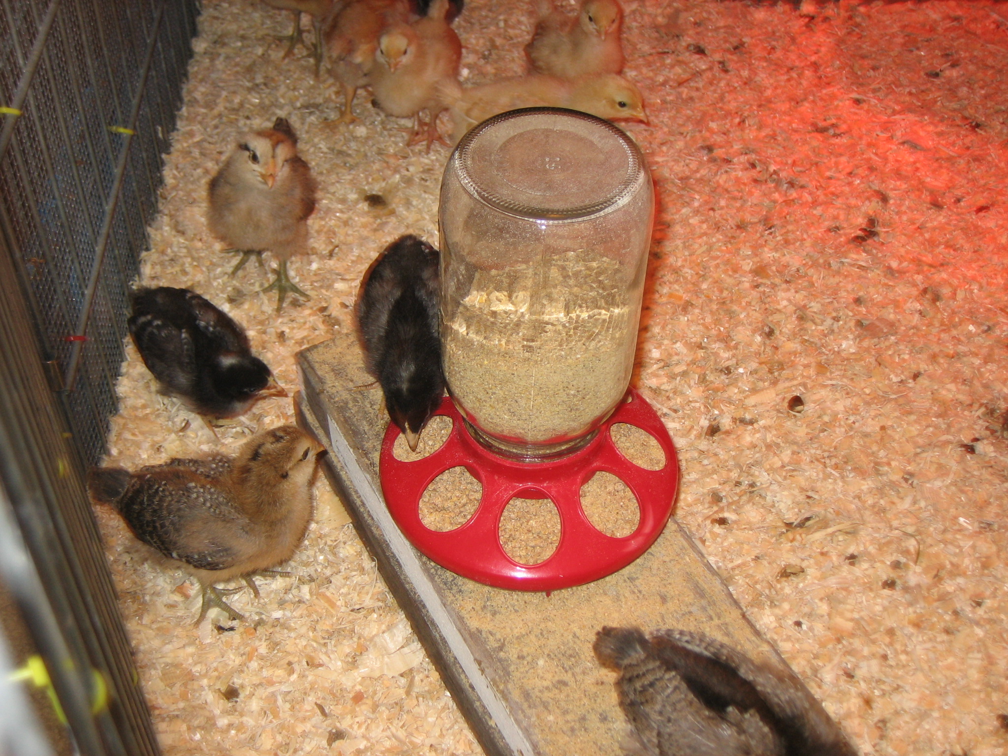 Growing and starting to feather out.....moved to a larger brooder.