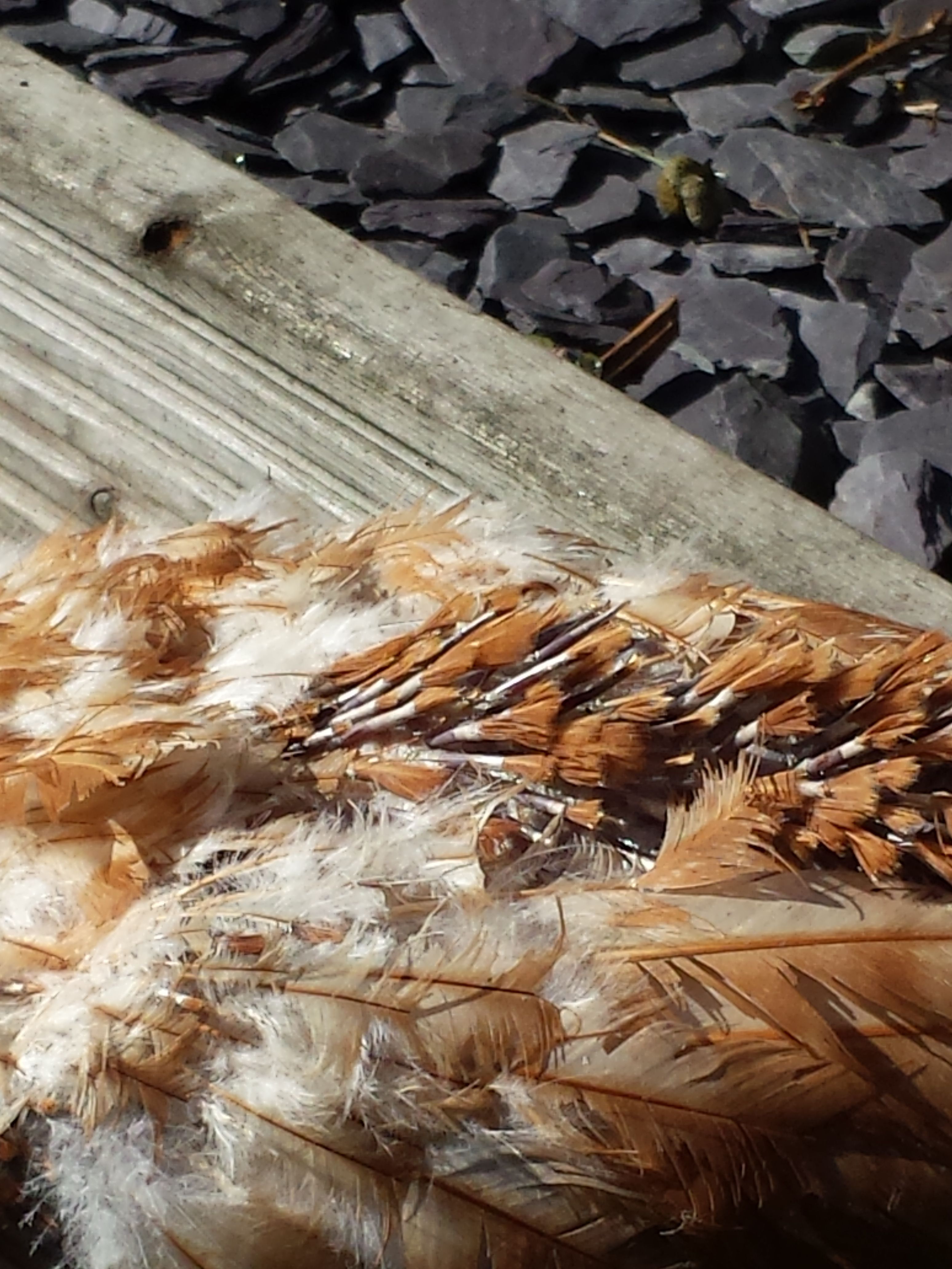 growing feathers
